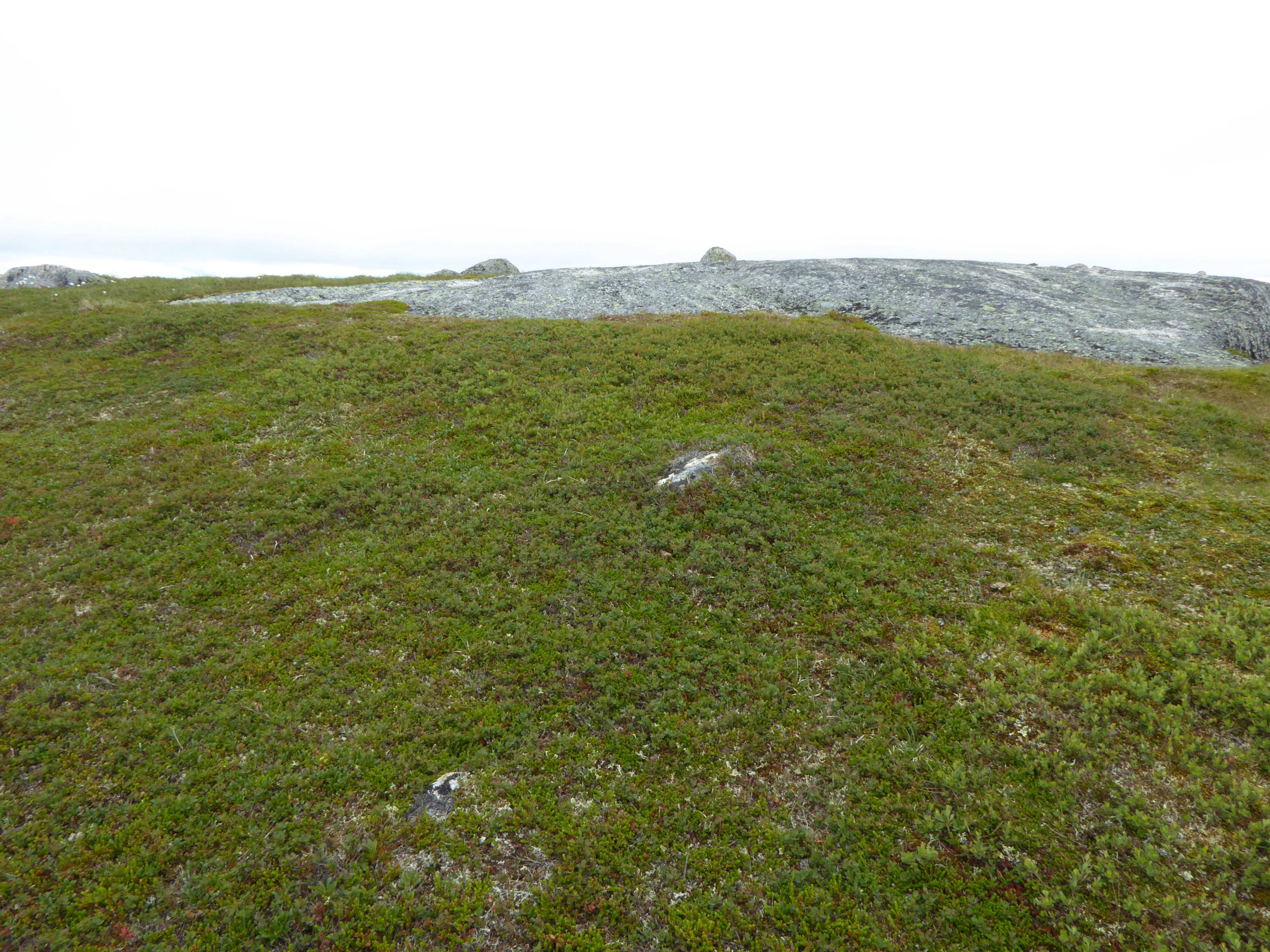 T3-C-2 kalkfattig fjell-lynghei.