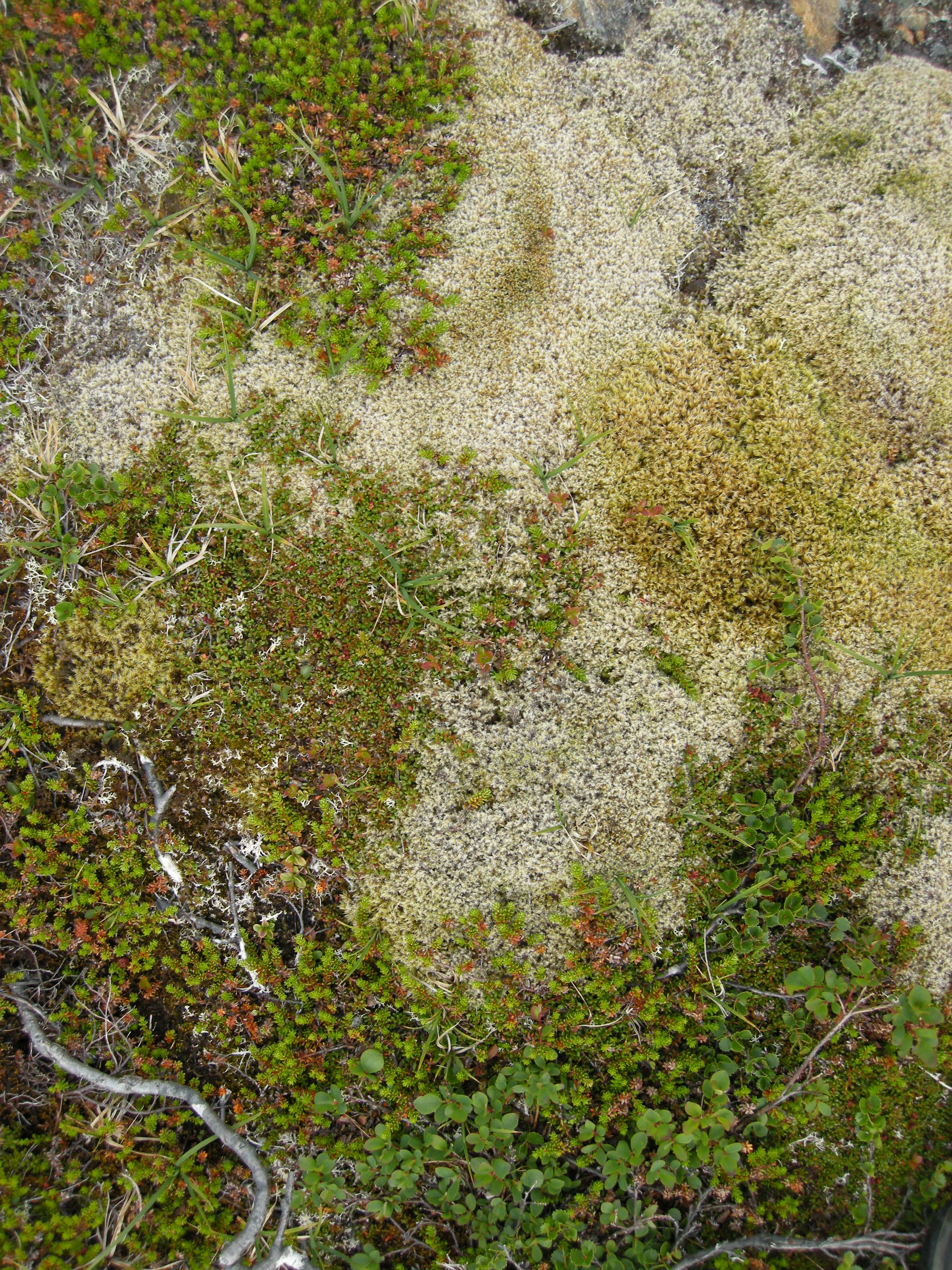 T3-C-3 kalkfattig fjell-lavhei.