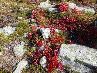 T3-C-5 intermediær fjell-lynghei.