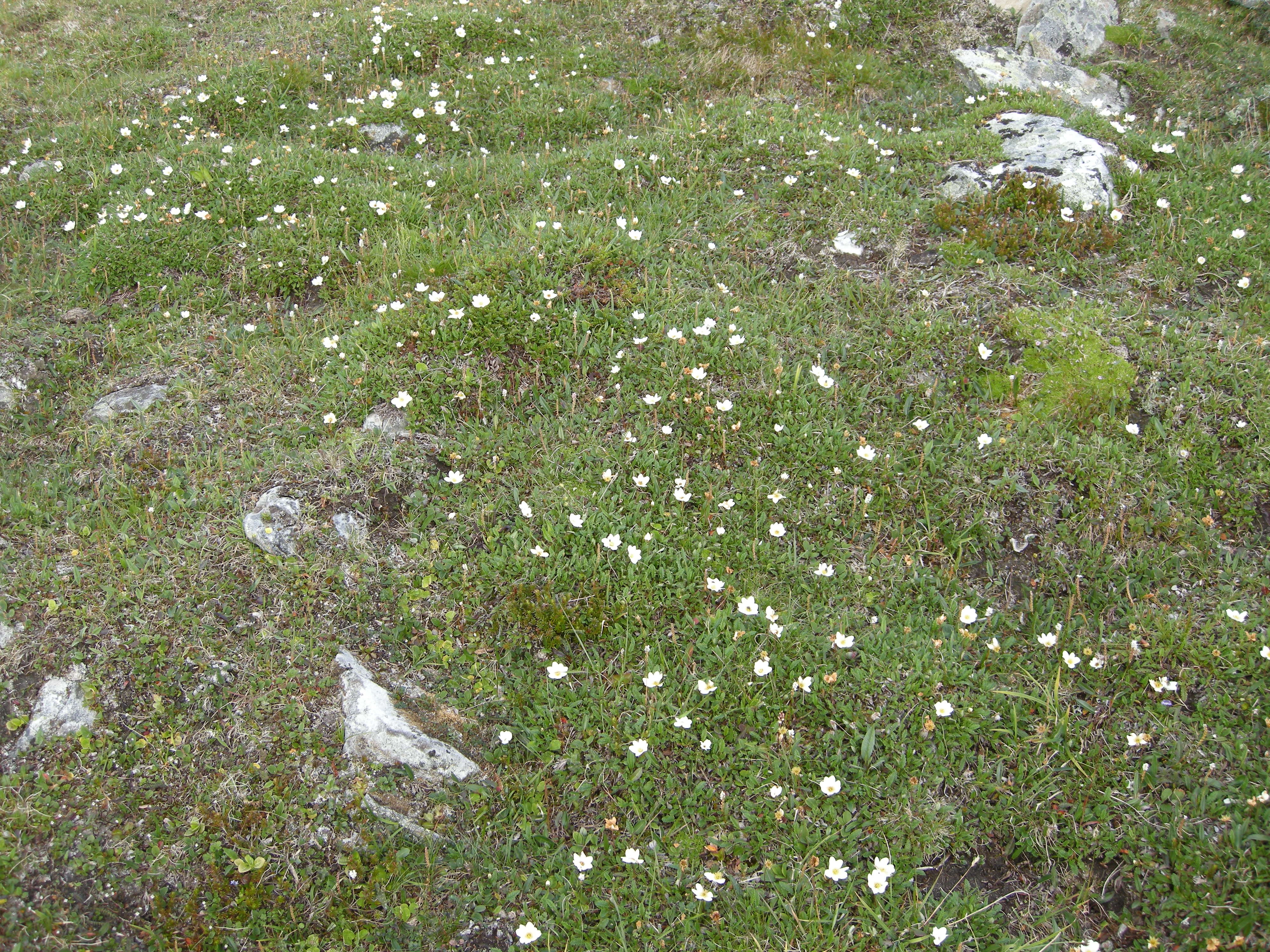 T3-C-11 sterkt kalkrik fjell-lynghei.