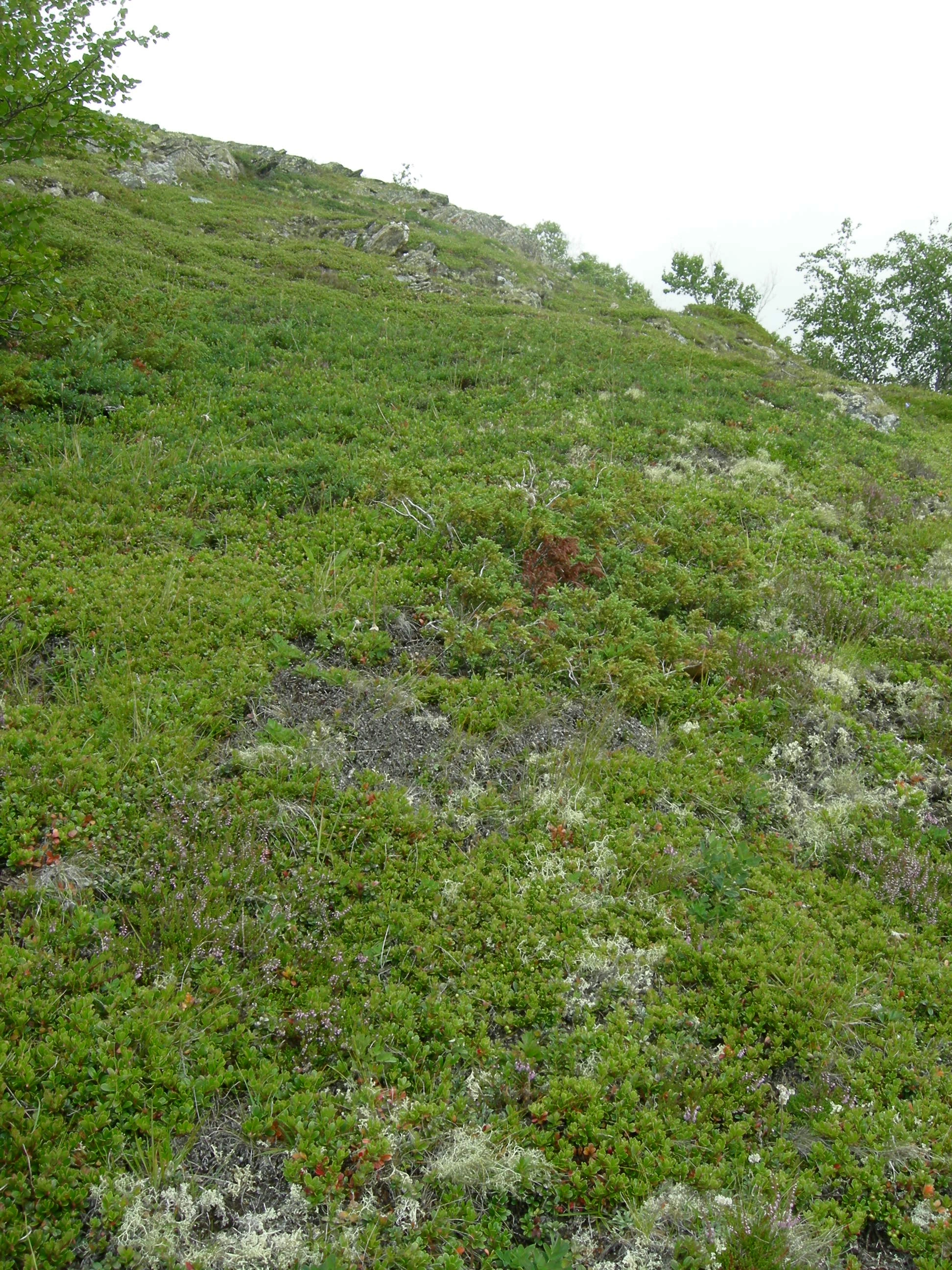 T3-C-12 sterkt kalkrik fjell-lavhei.