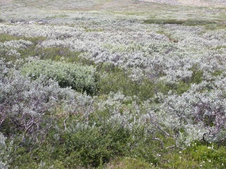 T3-C-13 intermediær kildepåvirket fjellhei.