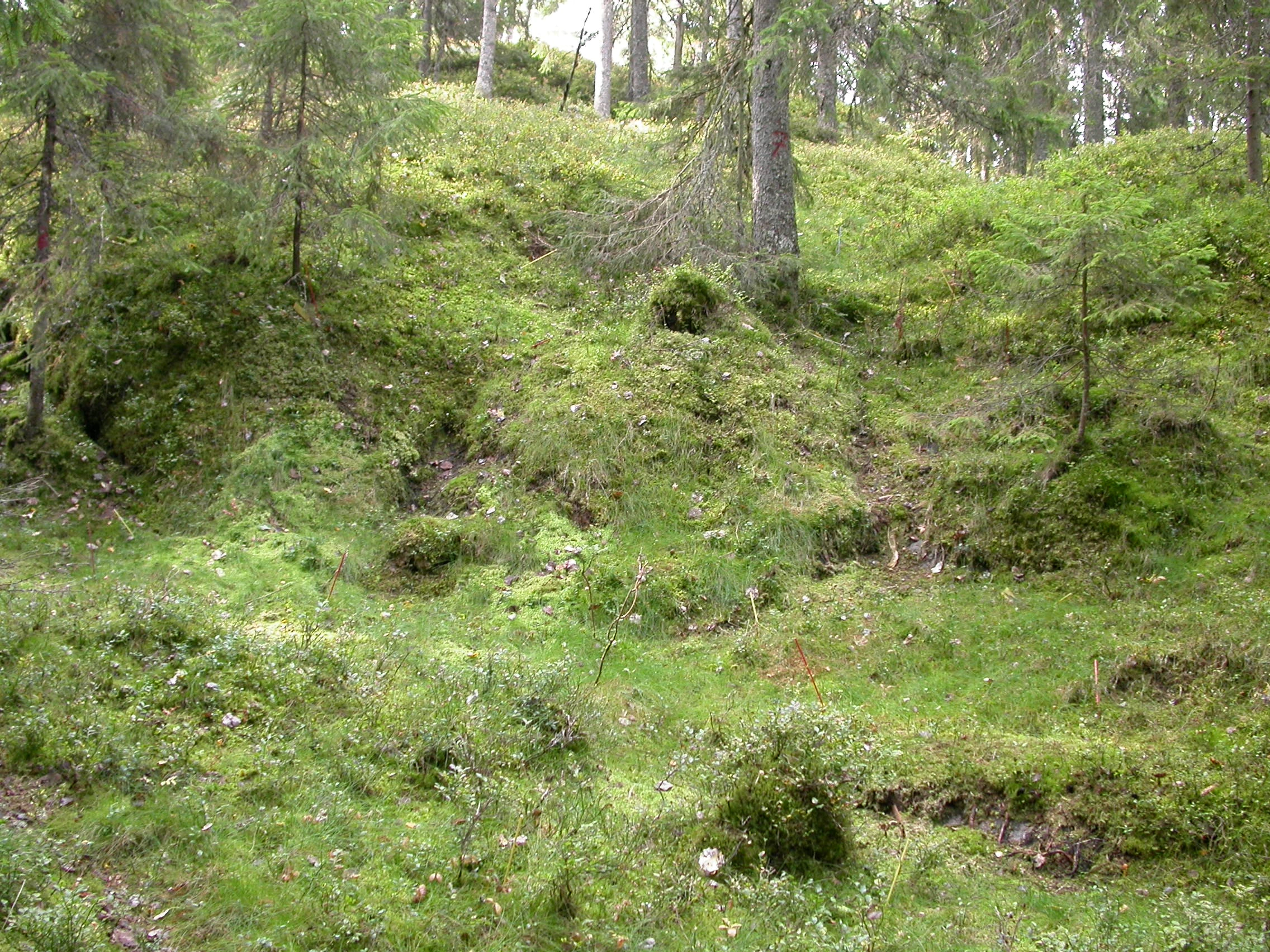 T4-C-1 blåbærskog.