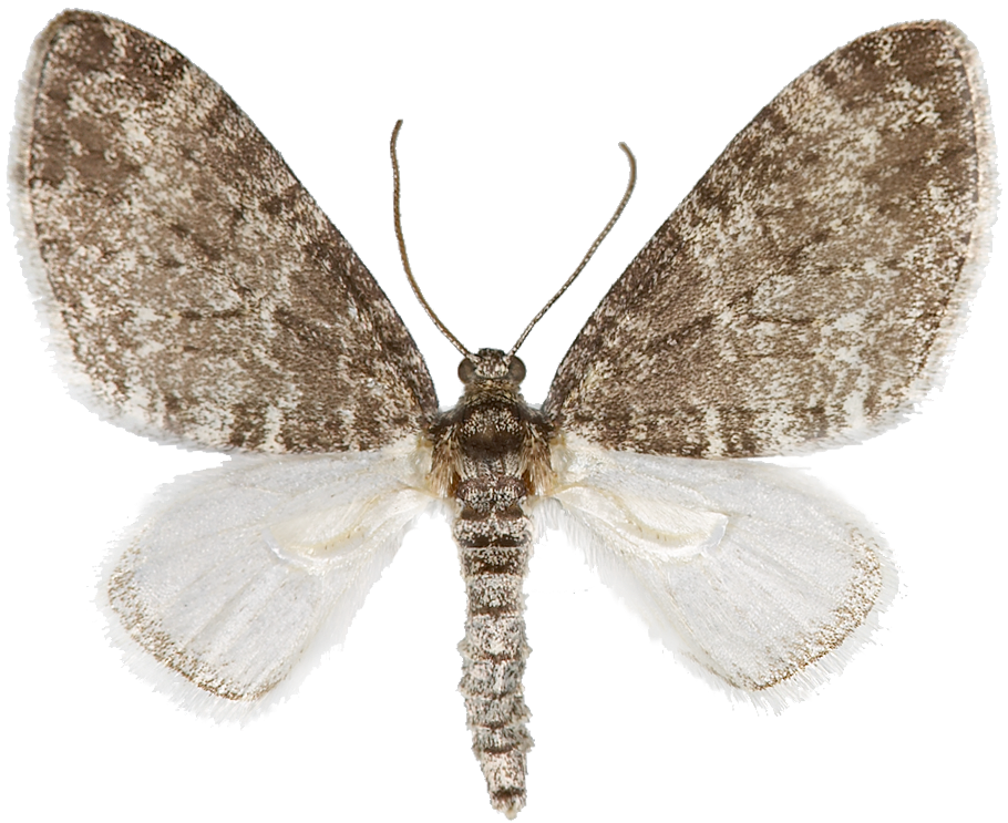 : Lobophora halterata.