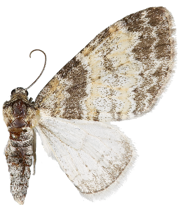 : Lobophora halterata.