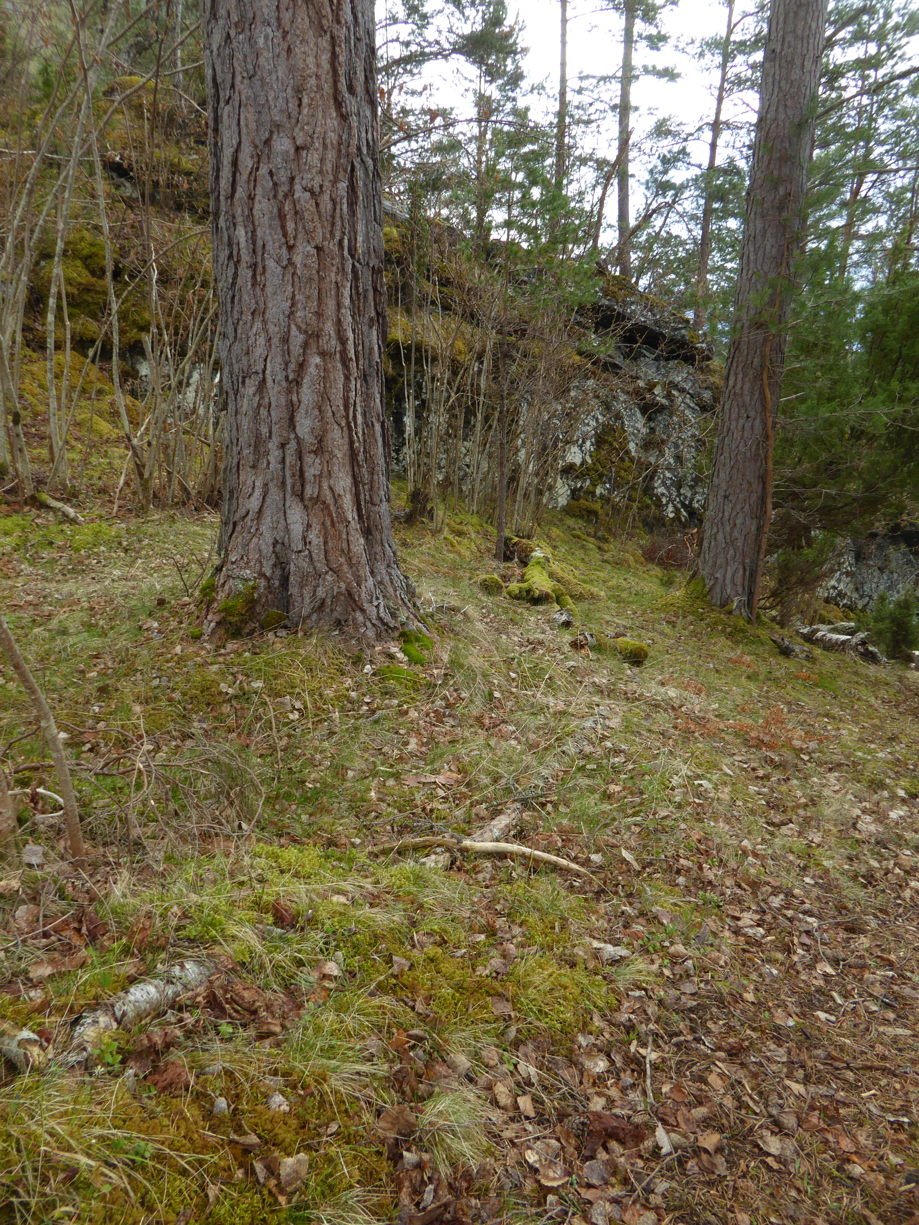 T4-C-10 svak lyng-lågurtskog.