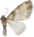 : Lobophora halterata.