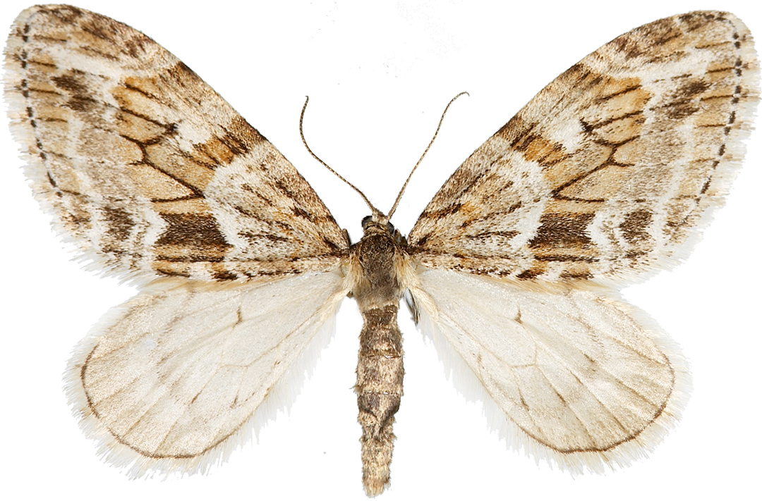 : Trichopteryx polycommata.