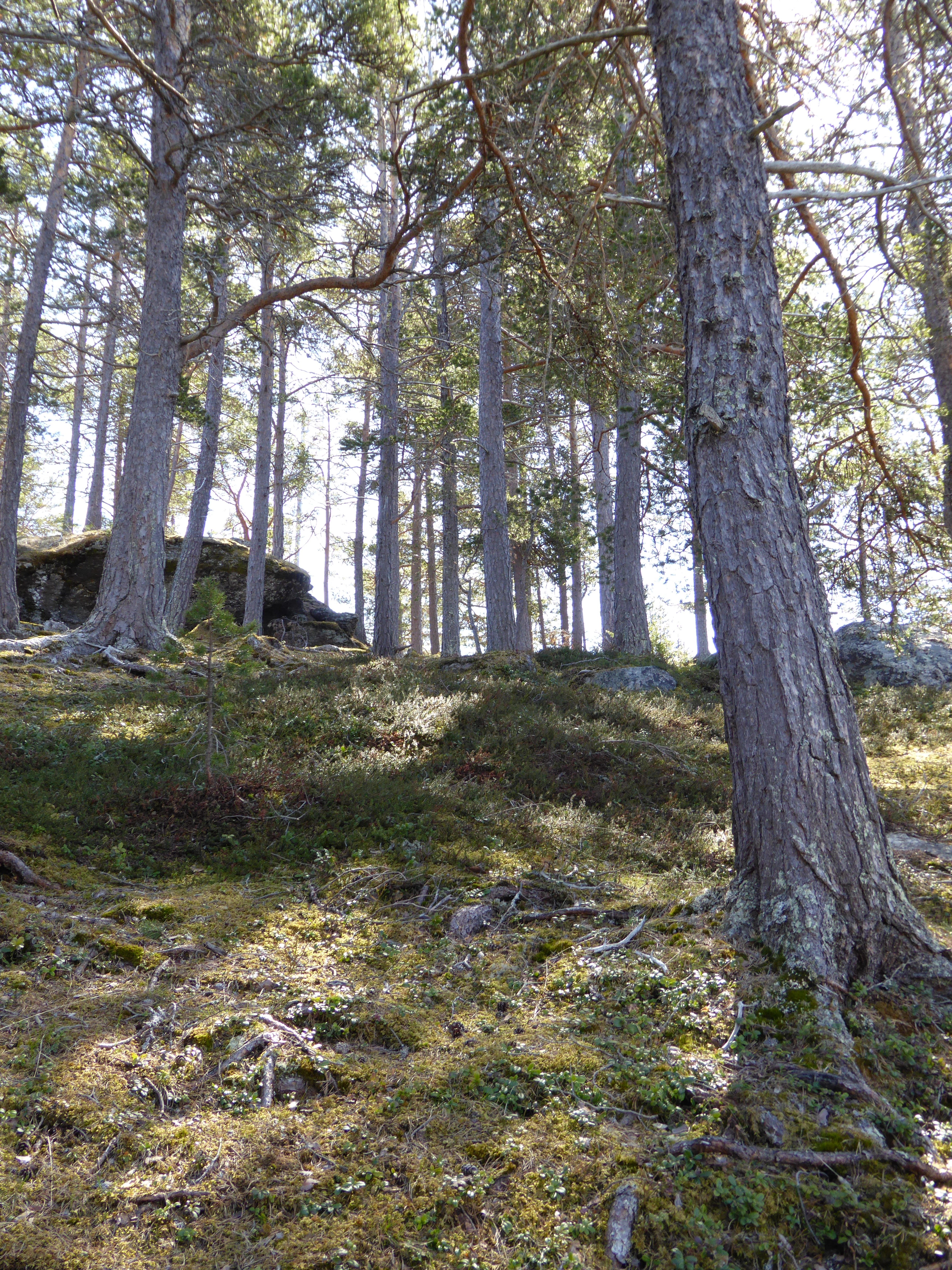 T4-C-10 svak lyng-lågurtskog.