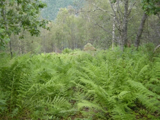 T4-C-17 storbregneskog.