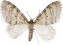 : Trichopteryx carpinata.