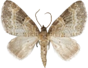 : Pterapherapteryx sexalata.