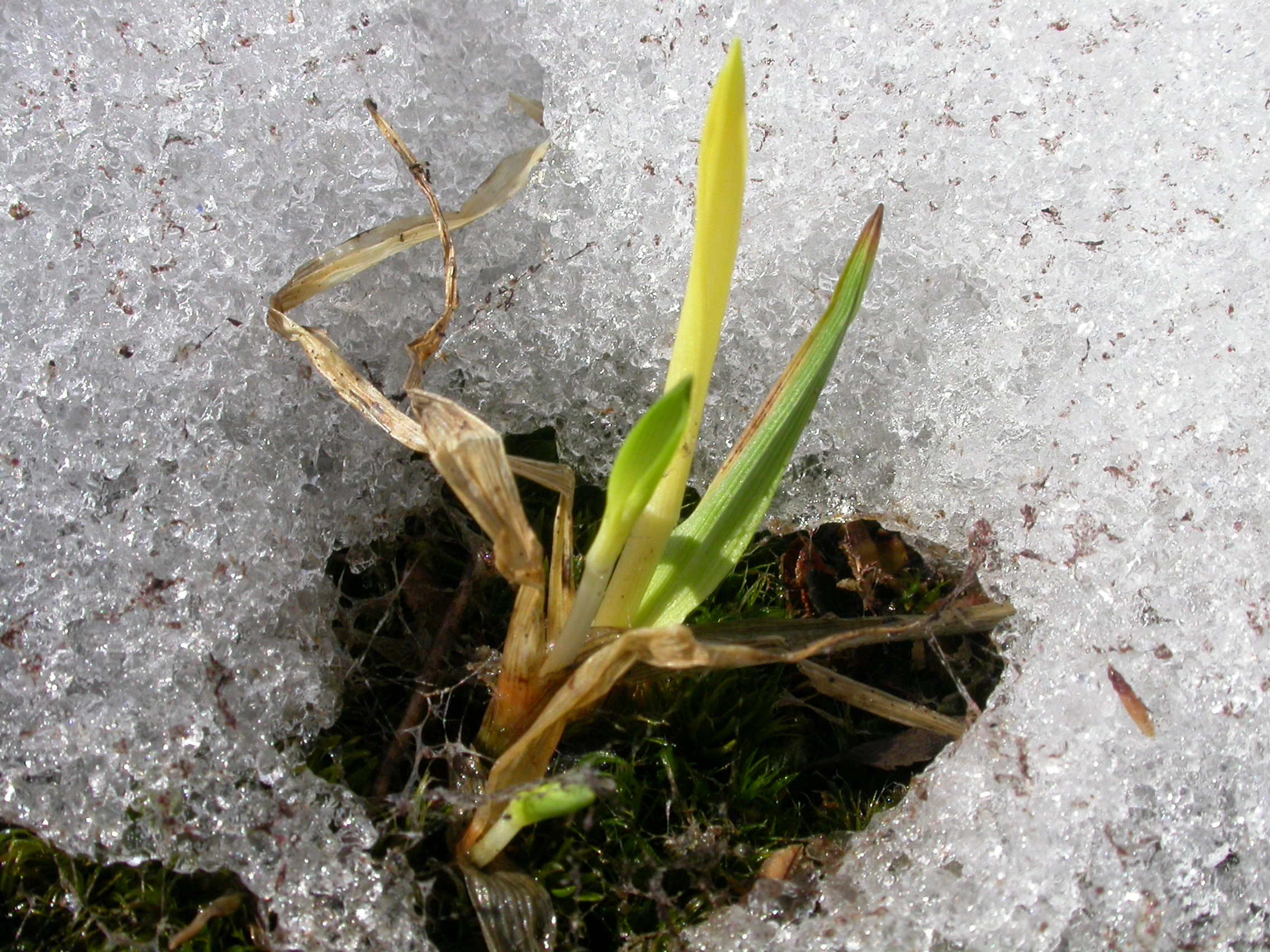 T7-C-4 intermediært seint snøleie.