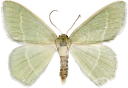 : Chlorissa viridata.