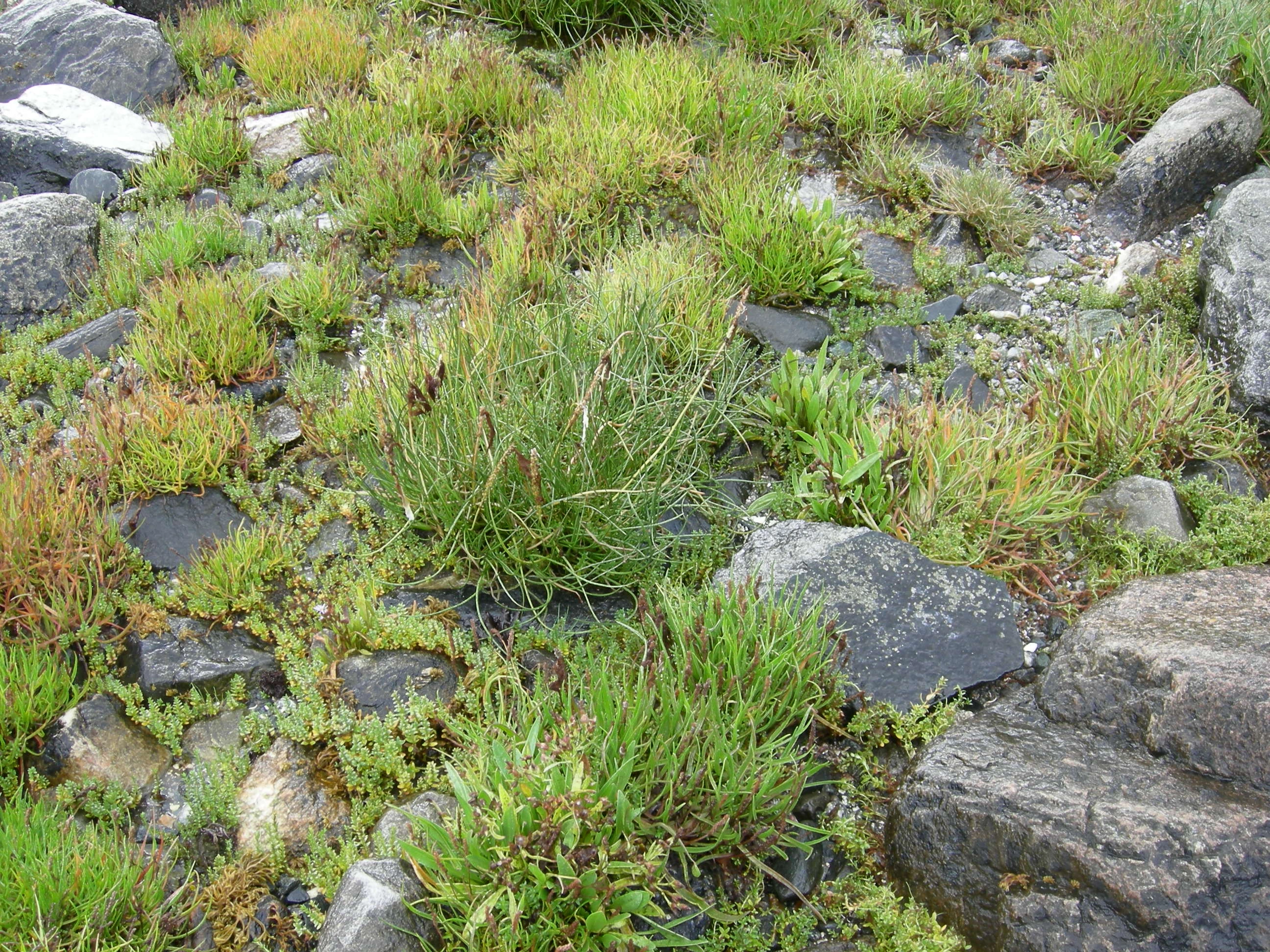 T12-C-1 strandenger i nedre og midtre geolitoral.