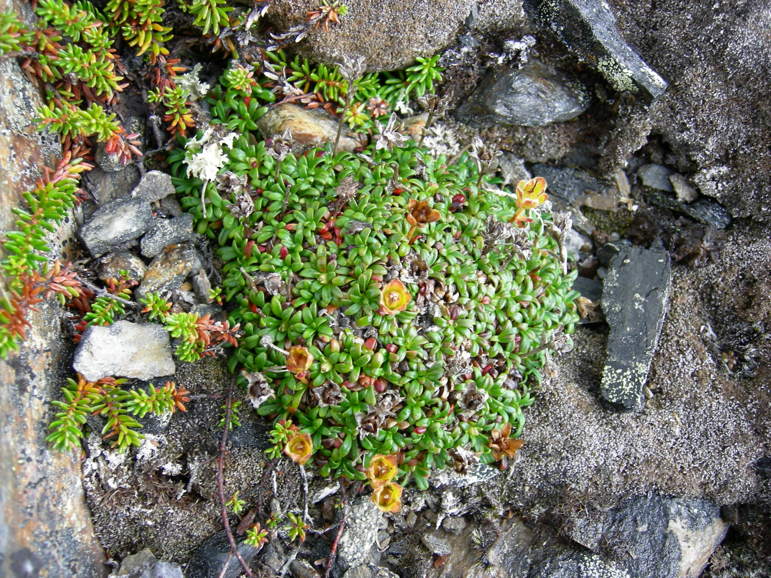 T14-C-2 kalkrik rabbe. : Diapensia lapponica.