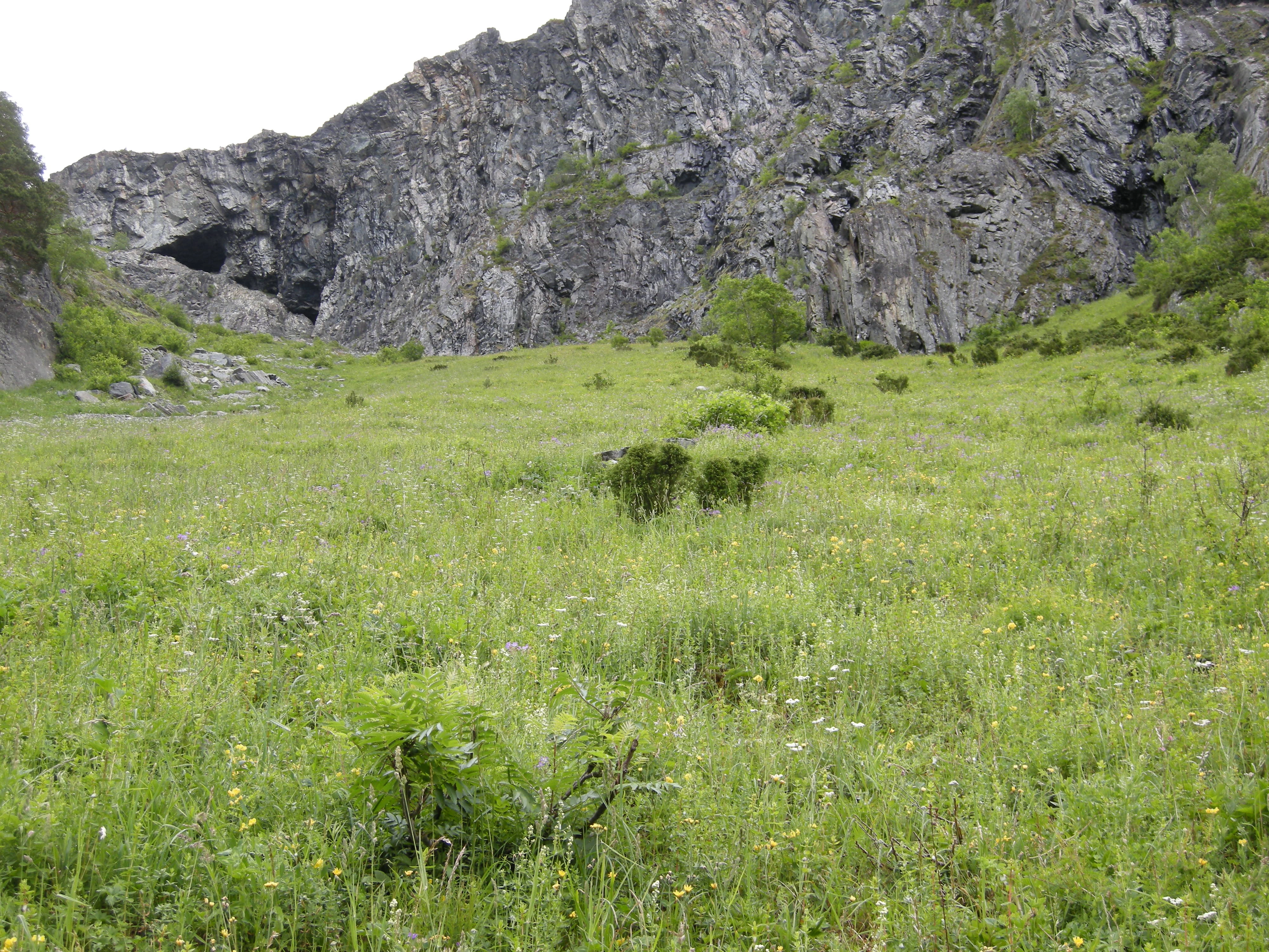 T16-C-3 svakt kalkrik rasmarkeng og -hei.