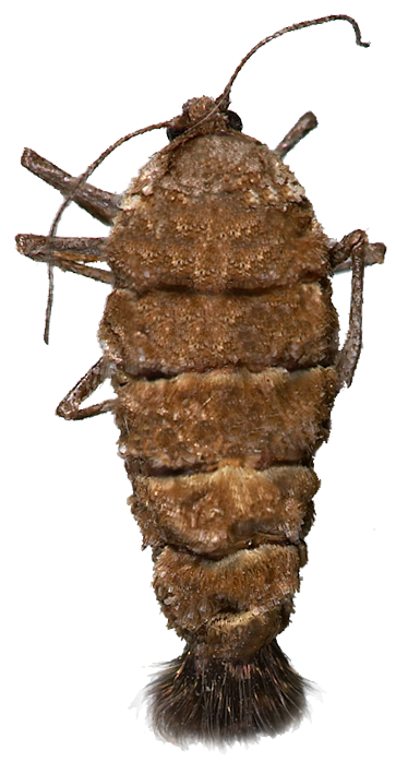 : Alsophila aescularia.