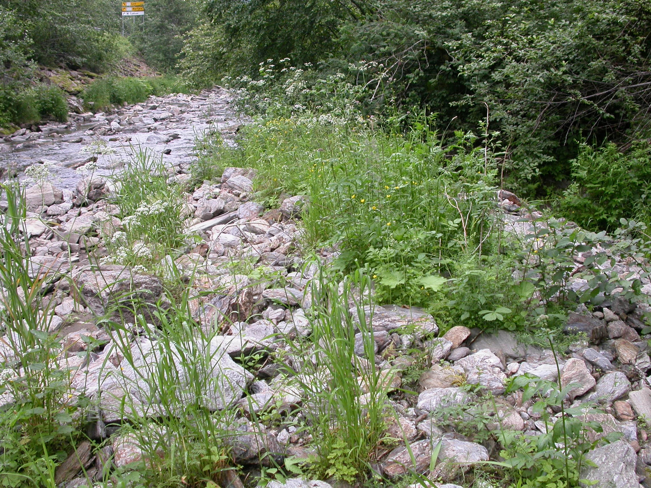 T18-C-3 åpen flomfastmark på kalkrik grus og stein.