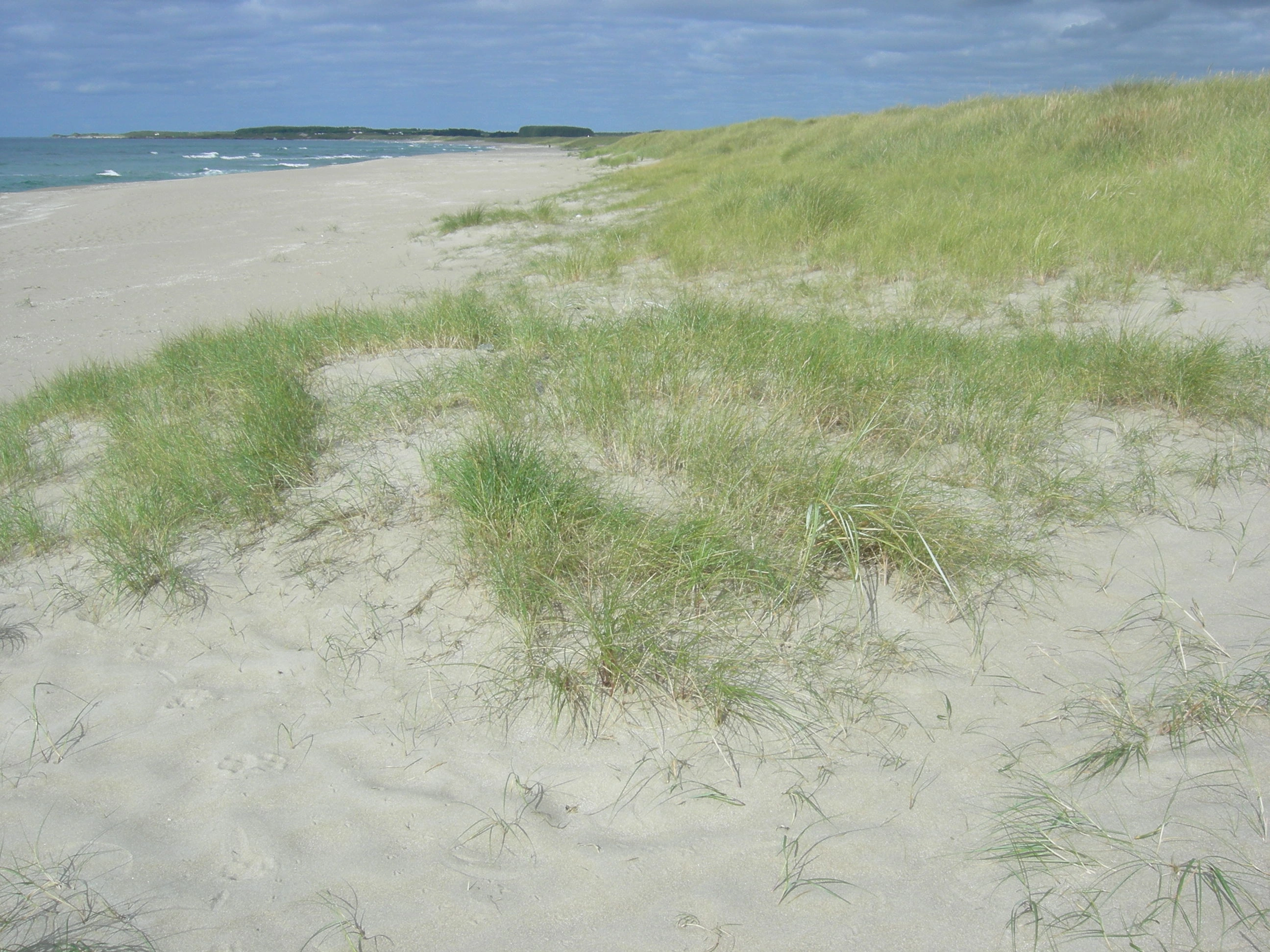 T21-C-1 forstrand og primærdyner.