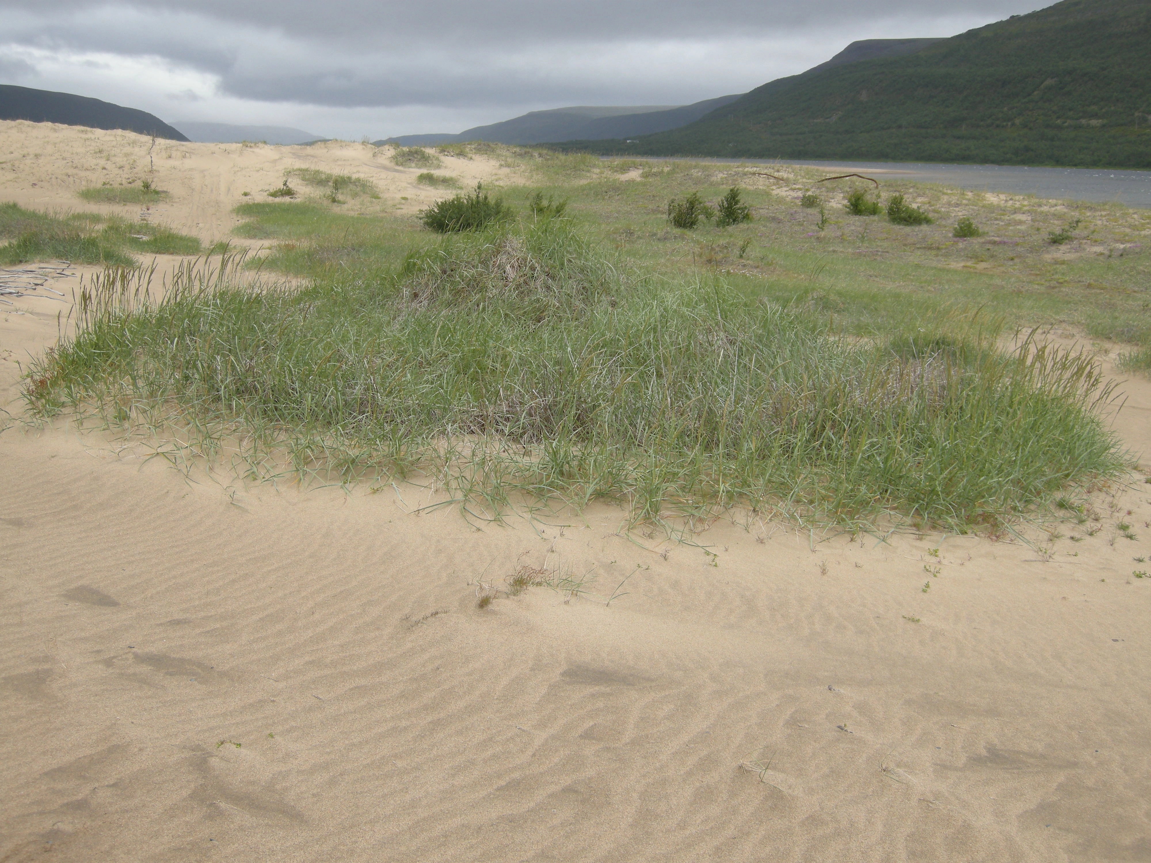 T21-C-1 forstrand og primærdyner.