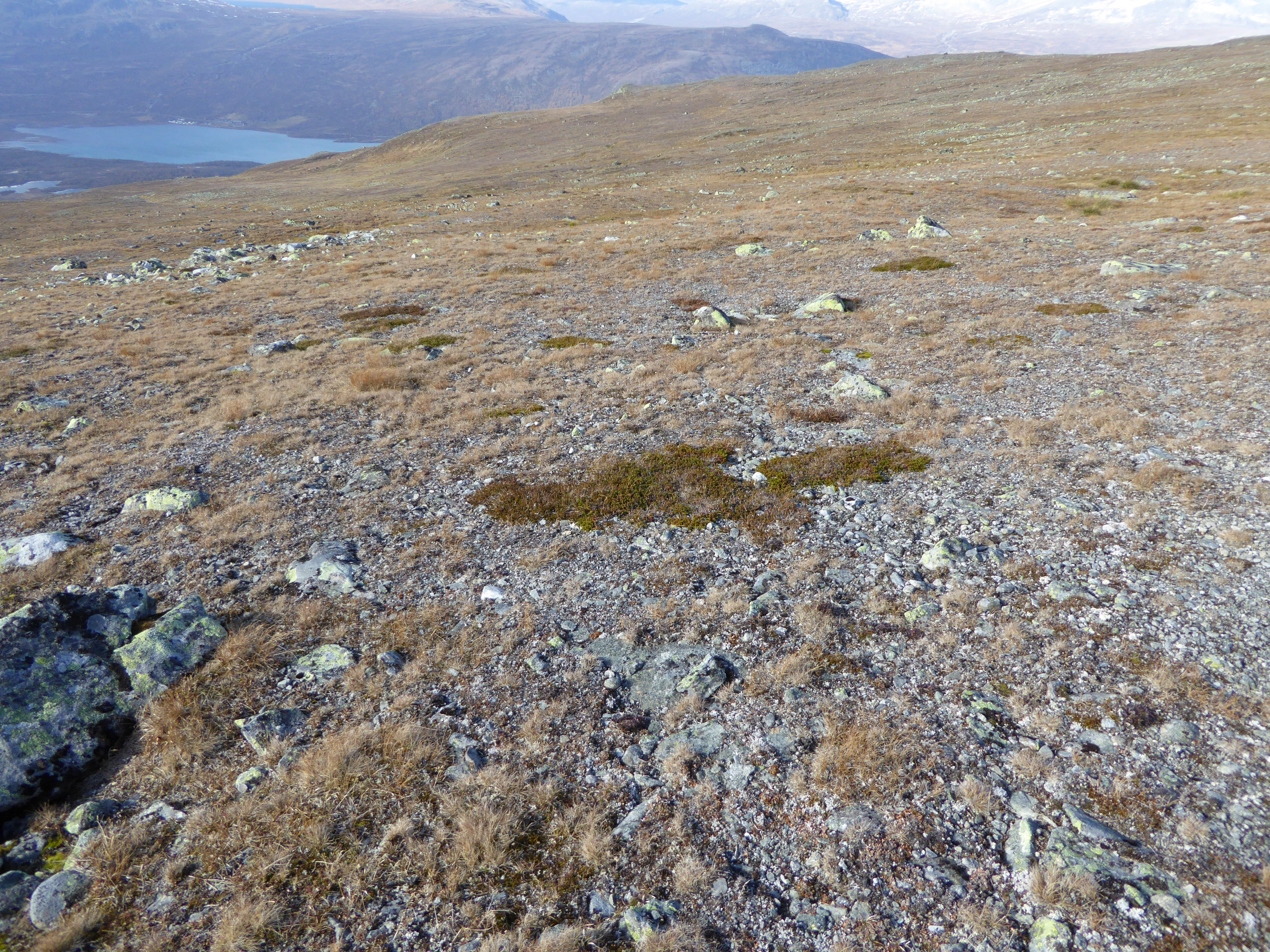 T22-C-1 kalkfattig og intermediær fjellgrashei.