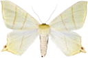 : Ourapteryx sambucaria.