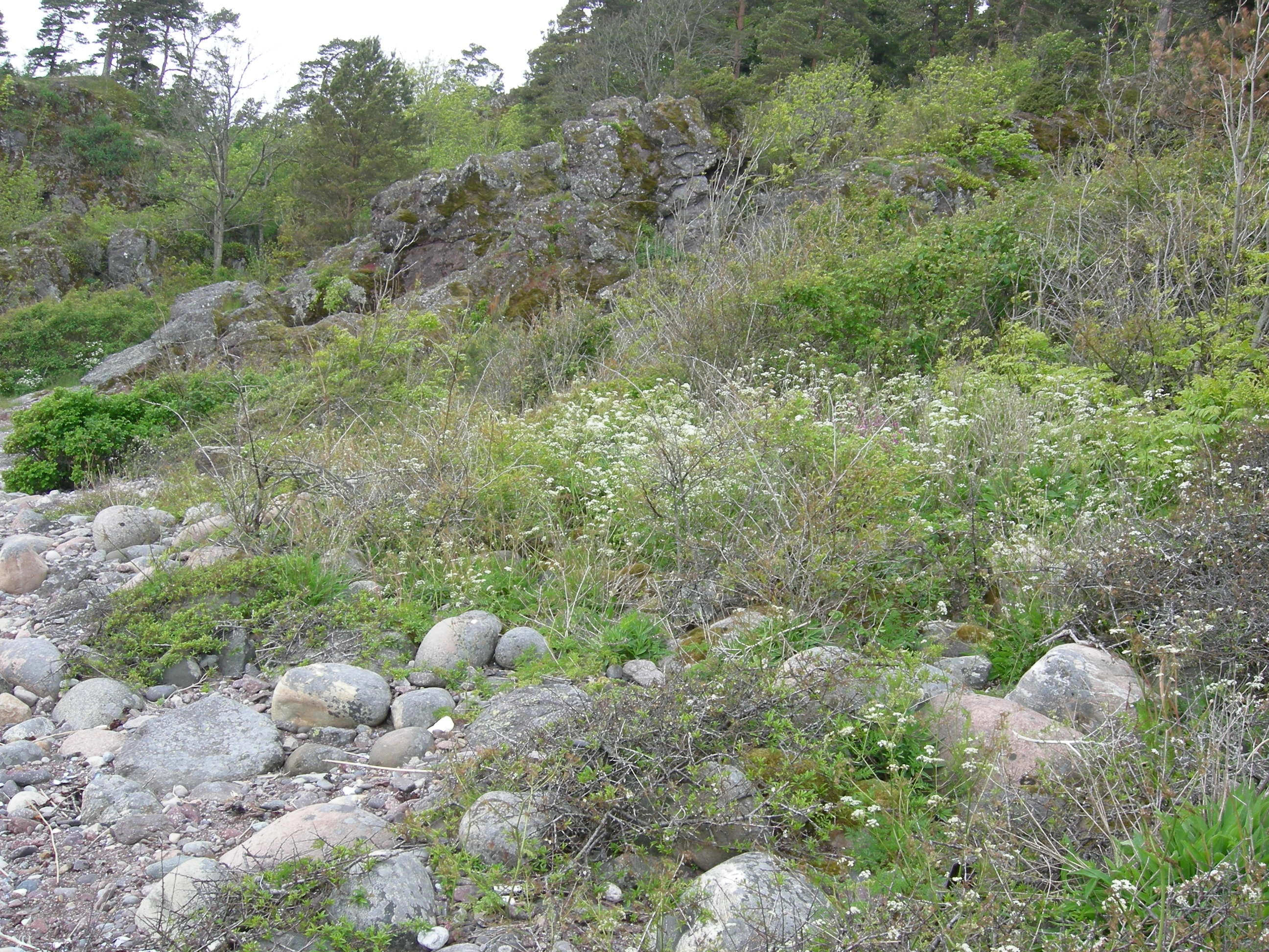 T29-C-2 stein- og grusstrender og strandlinjer i etablerings- og konsolideringsfase på epilitoral fastmark.