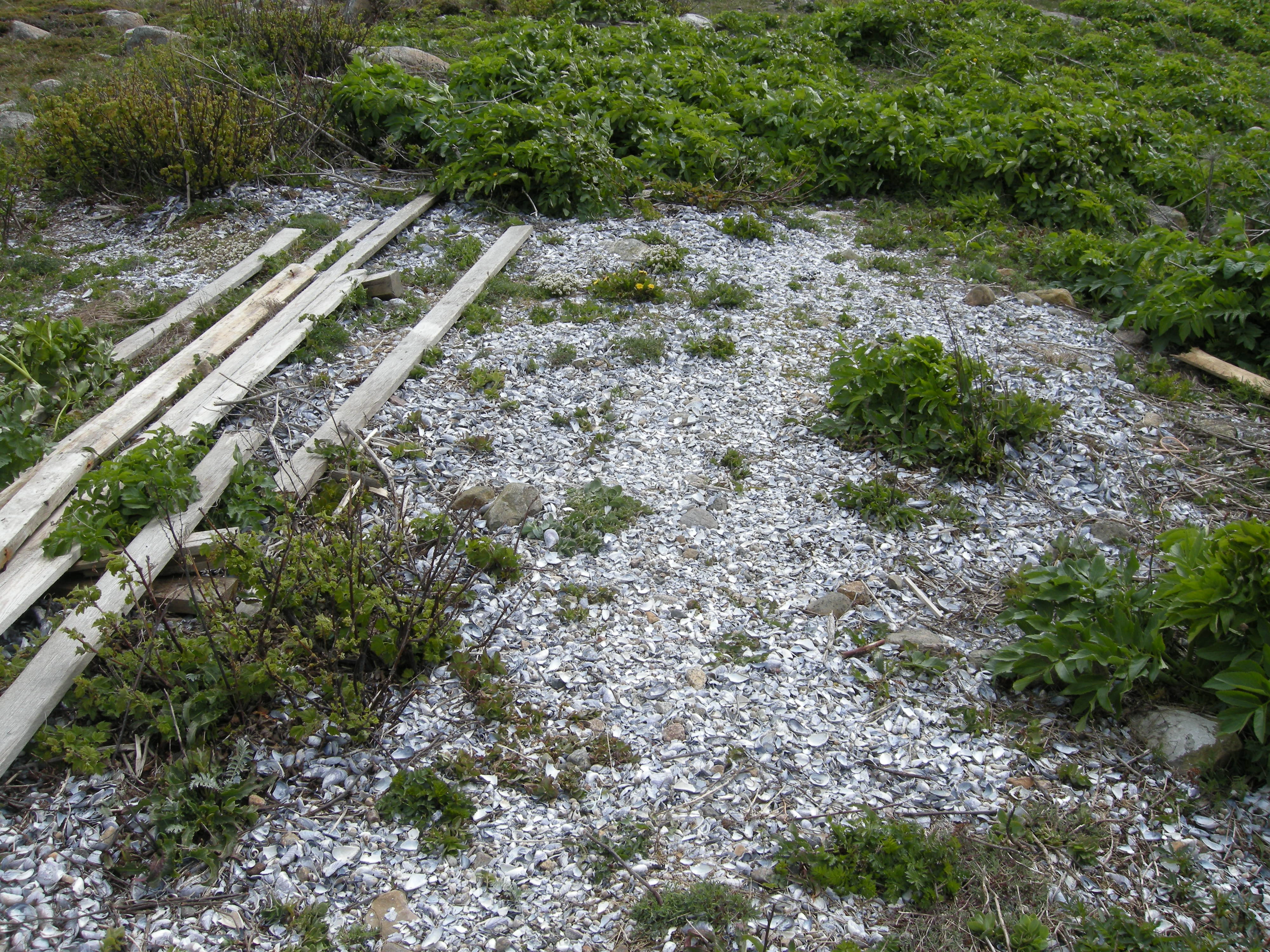 T29-C-3 øvre skjellsandstrand med pionervegetasjon.