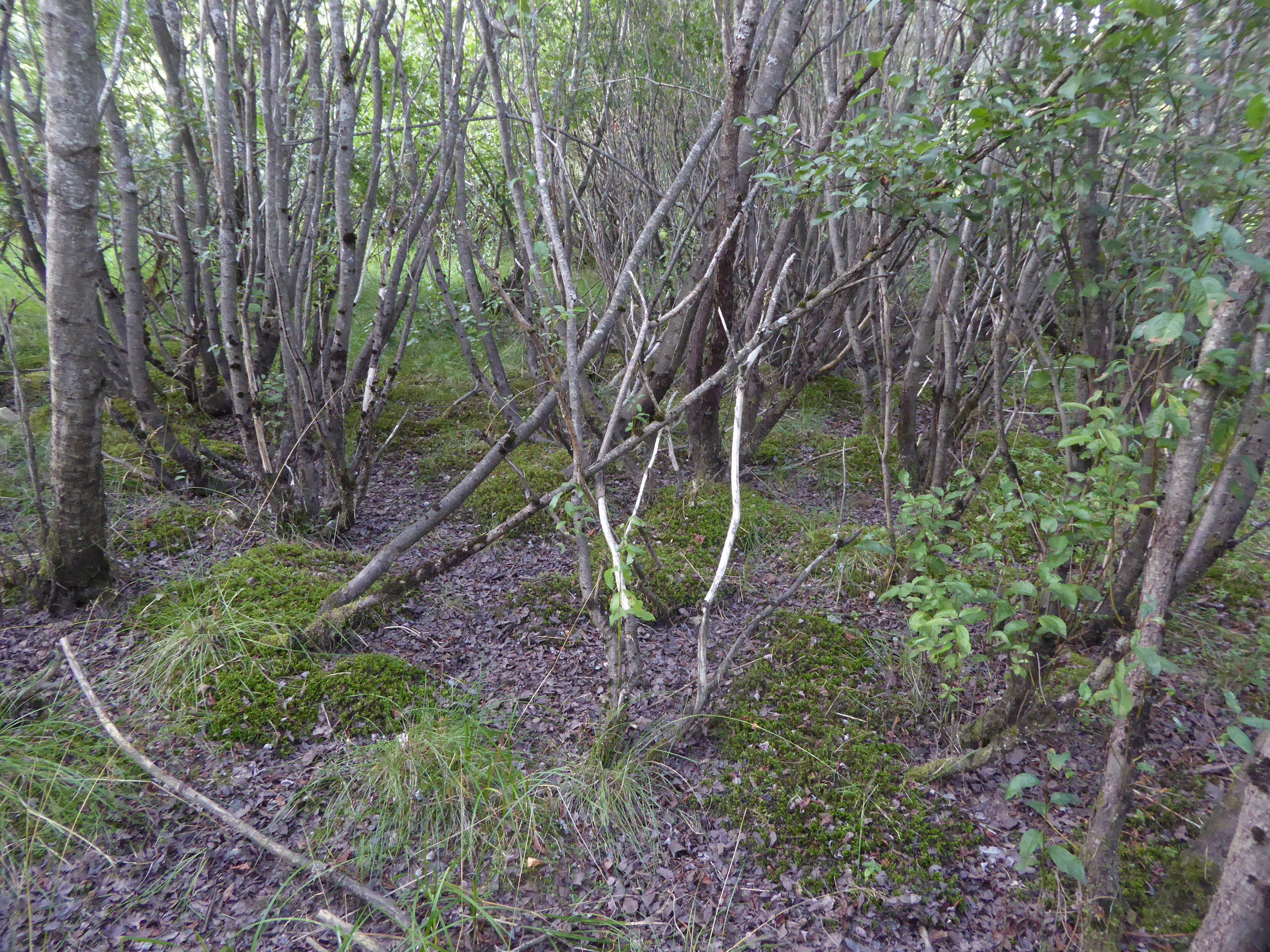 T30-C-1 flomskogsmarker på grus og stein.