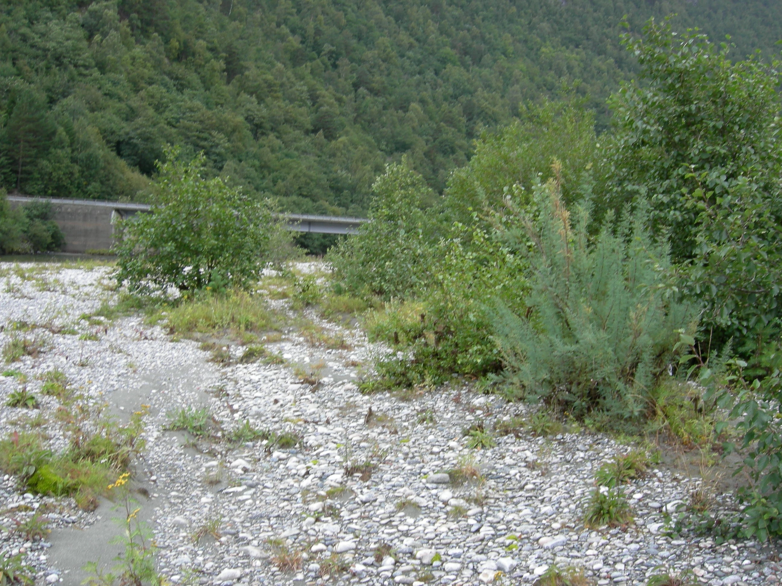 T30-C-1 flomskogsmarker på grus og stein.