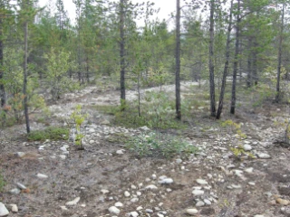 T30-C-1 flomskogsmarker på grus og stein.