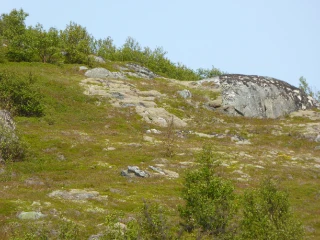 T31-C-2 kalkfattig boreal lynghei.