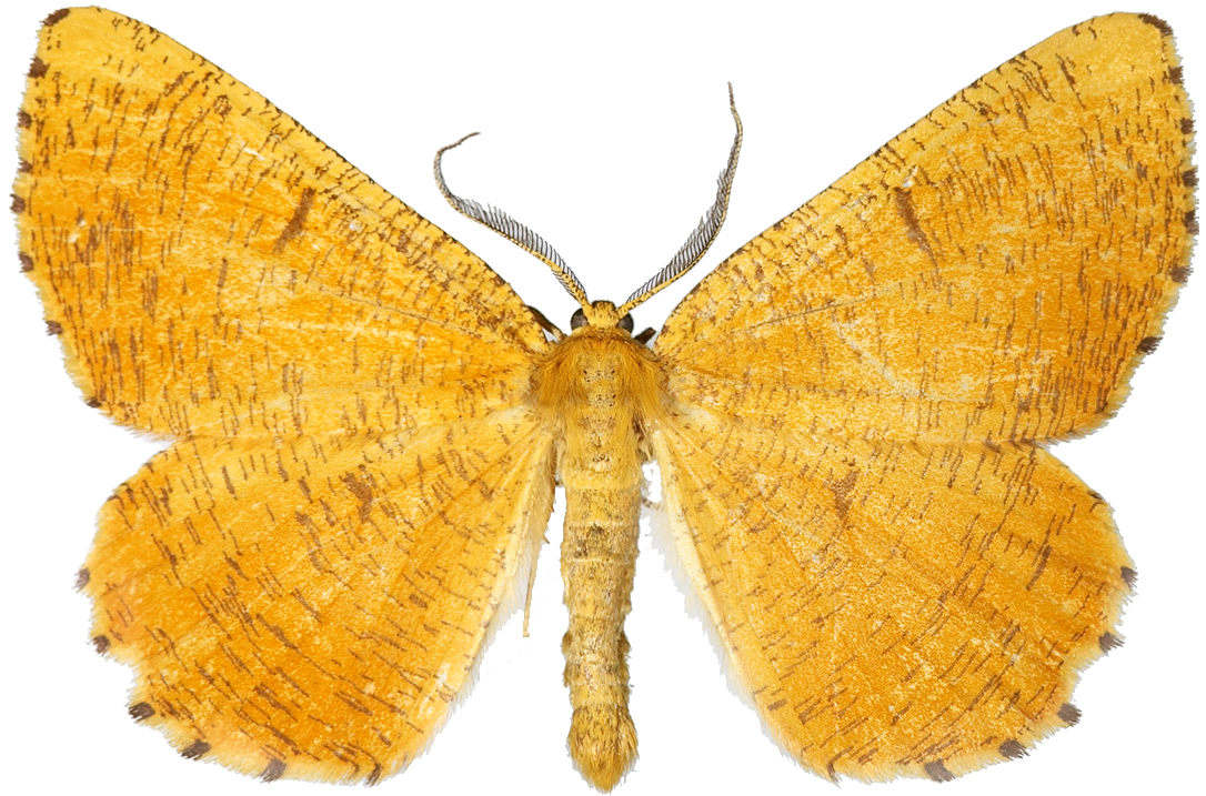 : Angerona prunaria.