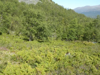 T31-C-5 intermediær boreal lynghei.