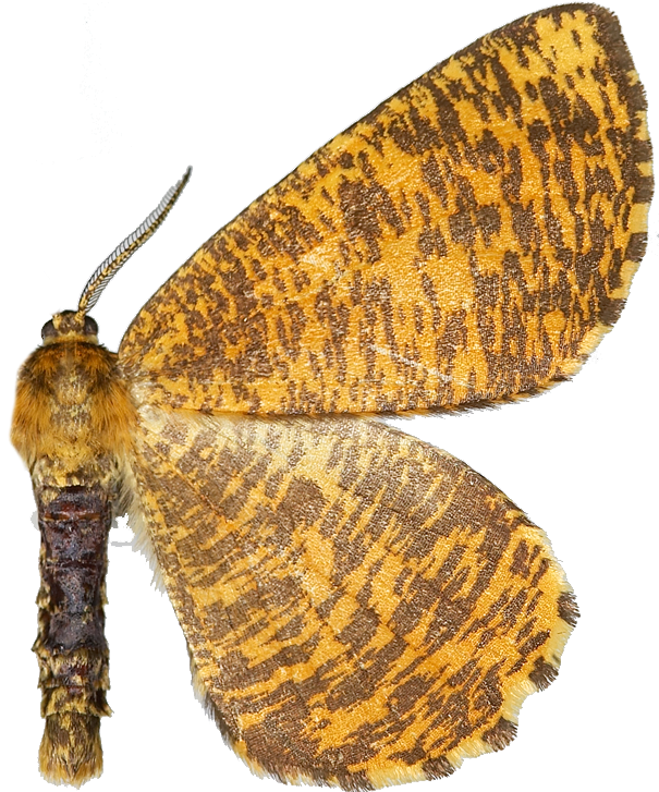 : Angerona prunaria.