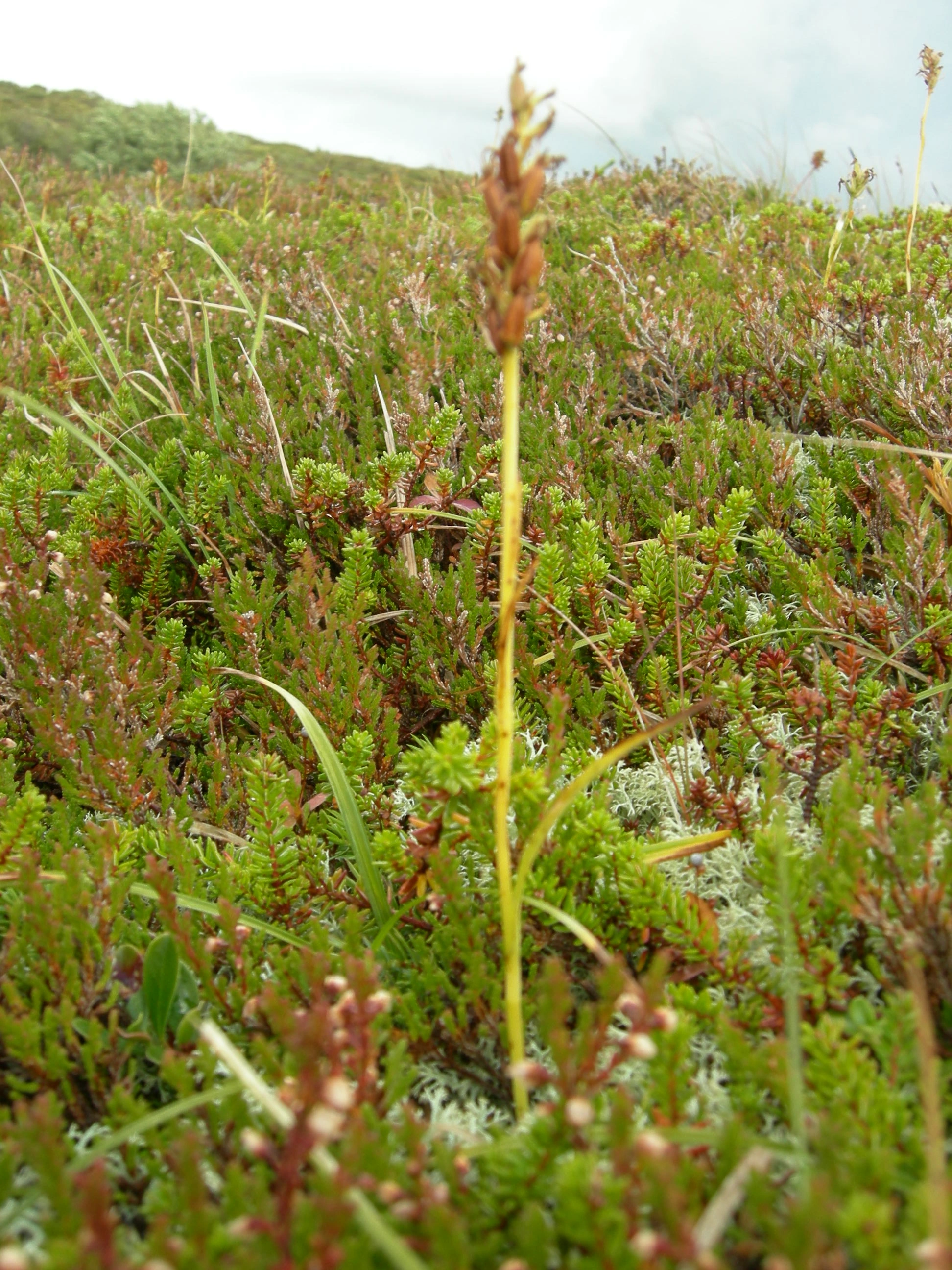 T34-C-4 intermediære kystlyngheier. : Dactylorhiza maculata. T34-6 intermediær tørkeutsatt kystlynghei.