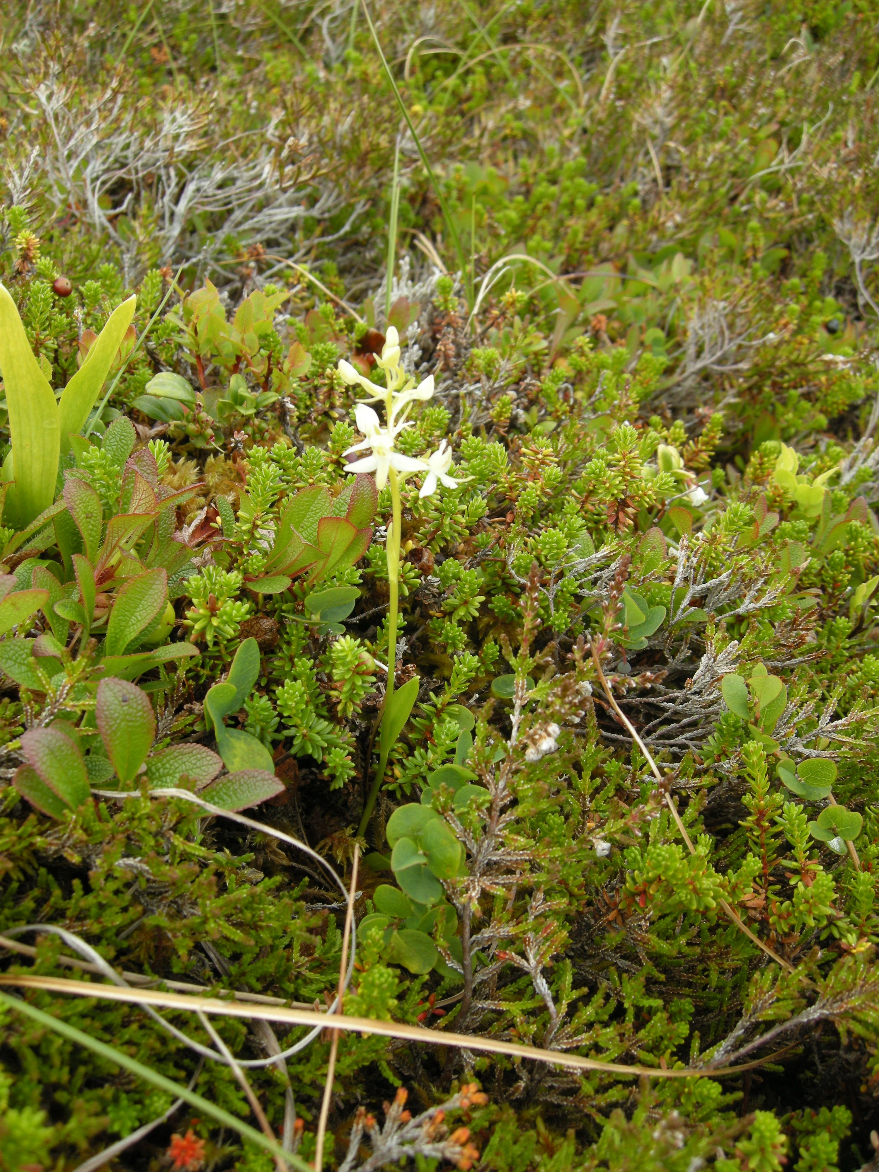 T34-C-4 intermediære kystlyngheier. : Platanthera bifolia.