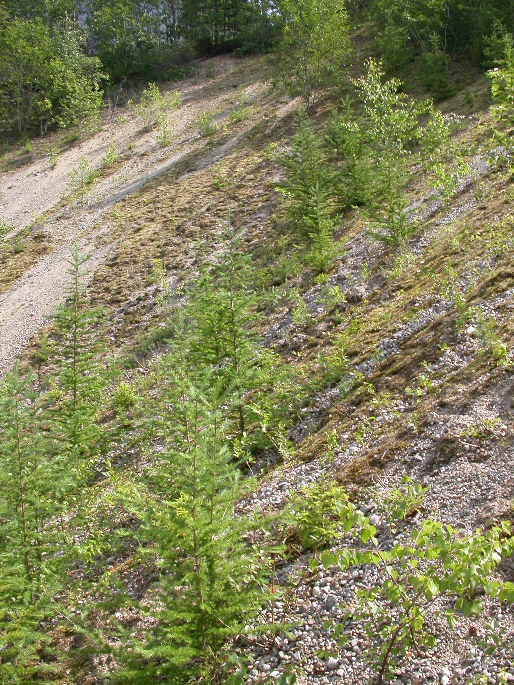 T35-C-2 sterkt endrede fastmarker med dekke av sand eller grus.