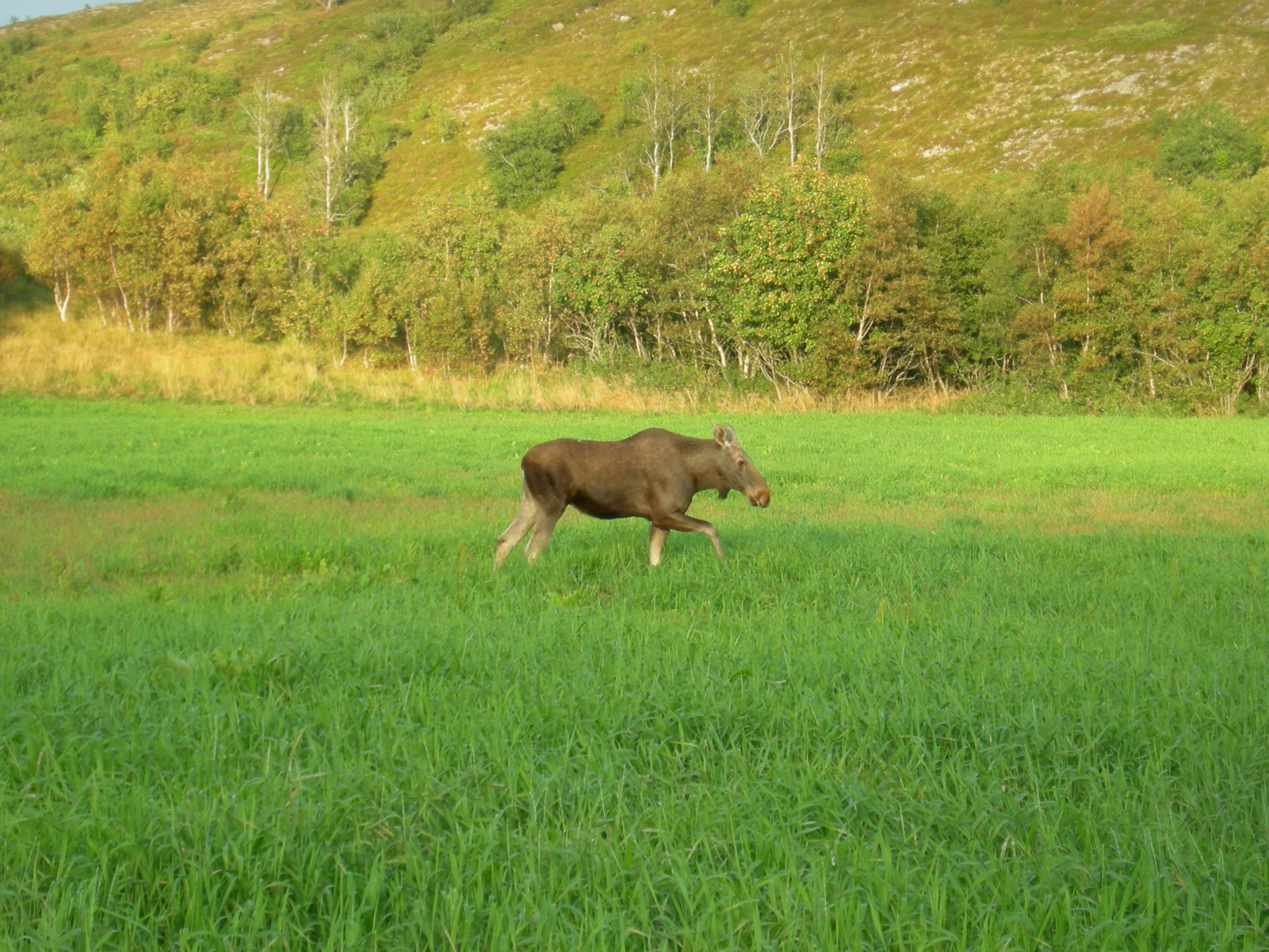 T45-C-2 oppdyrket intensiv slåtteeng. : Alces alces.