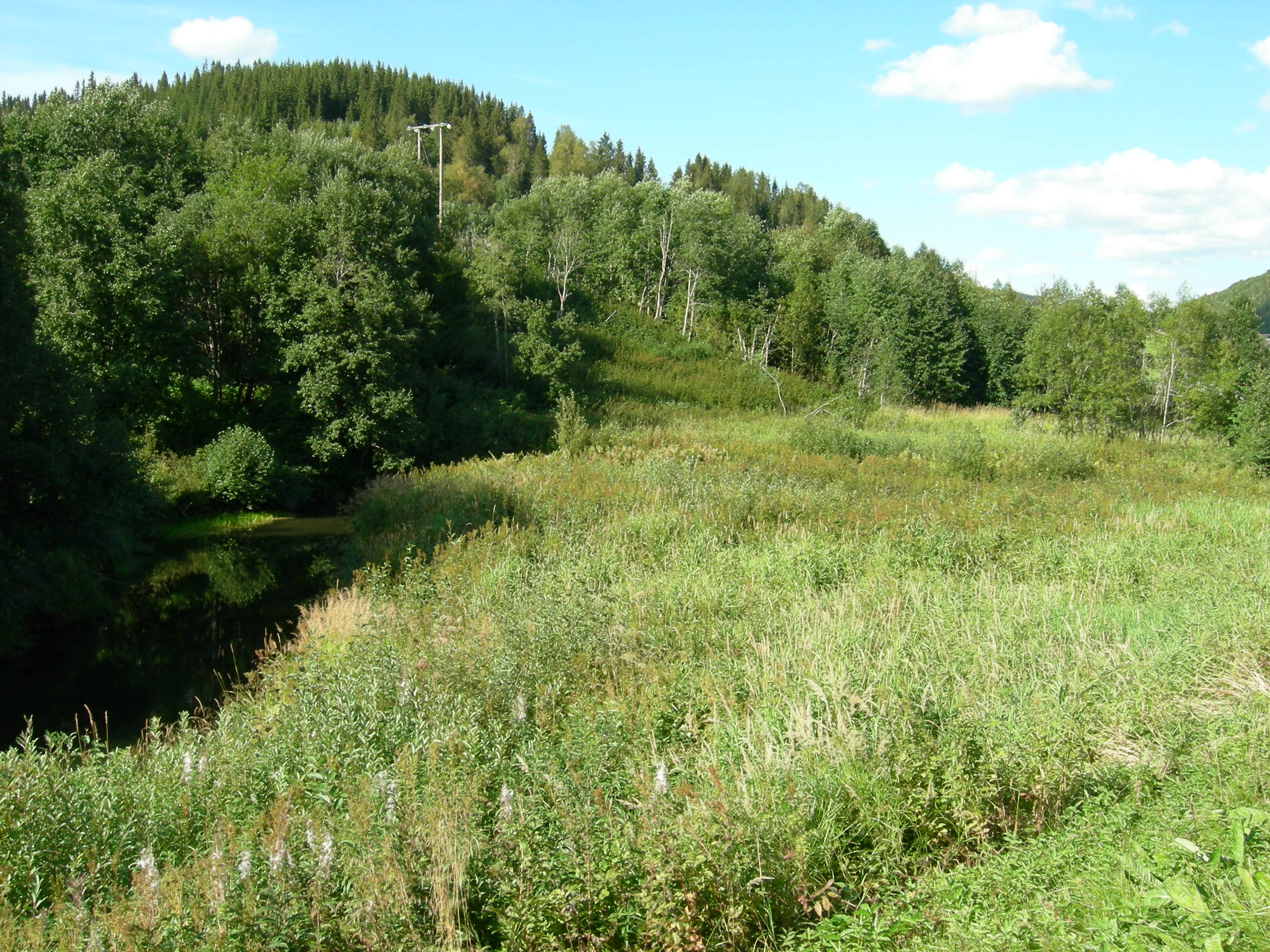 T45-C-2 oppdyrket intensiv slåtteeng.