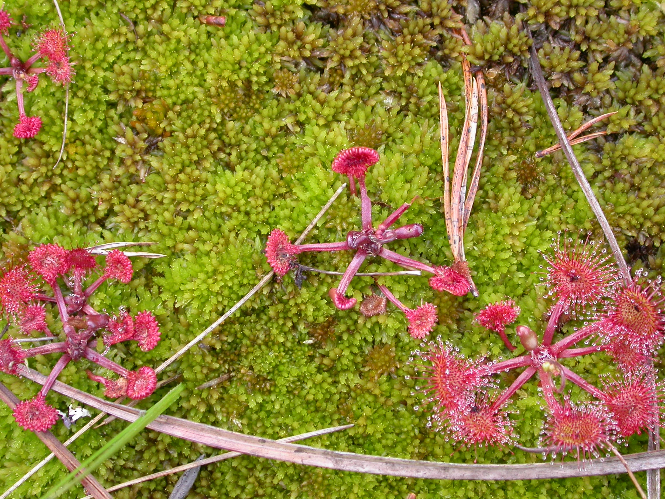 V1-C-1 svært og temmelig kalkfattige myrflater. : Drosera rotundifolia. : Sphagnum molle.