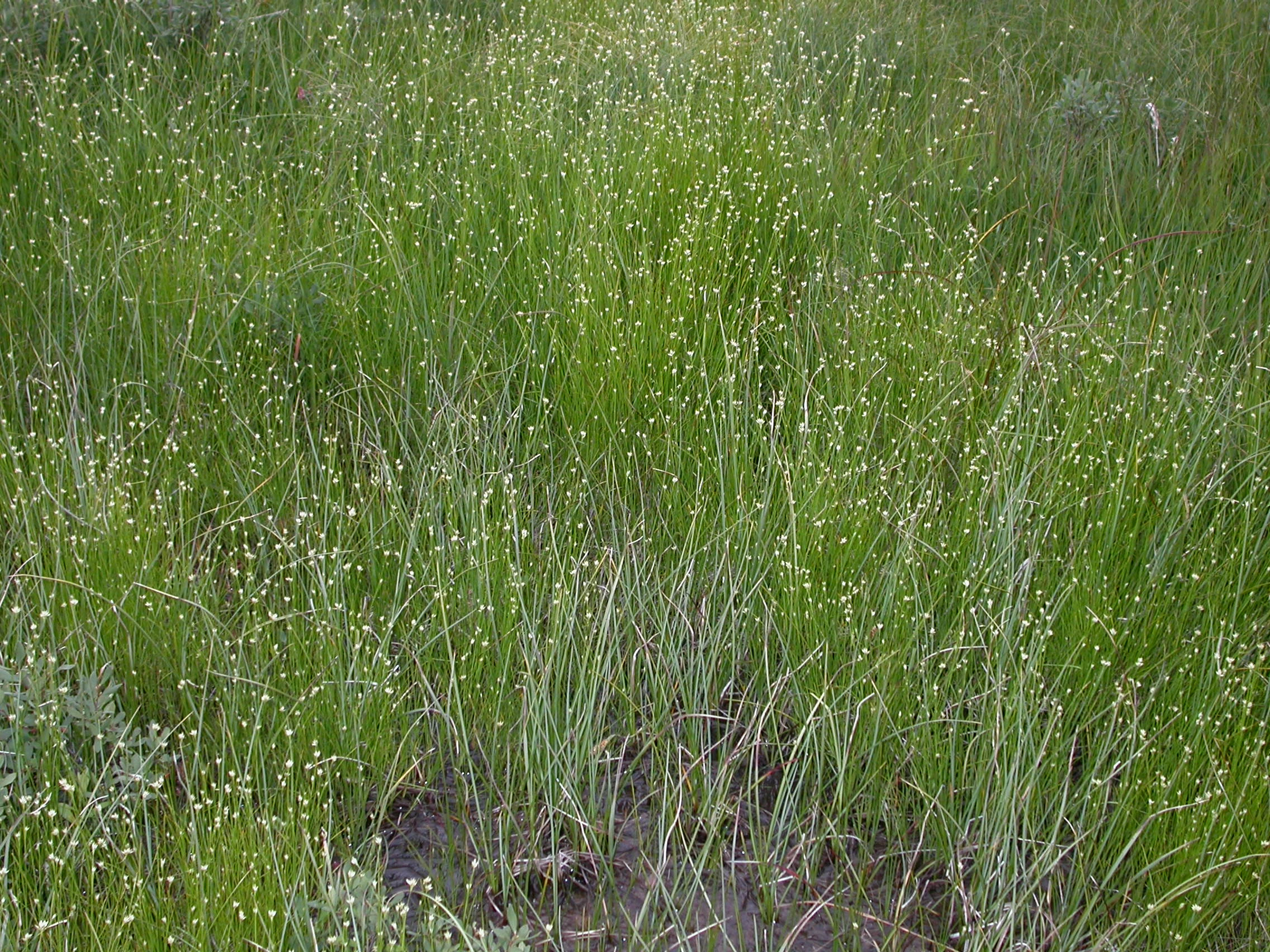 V1-C-1 svært og temmelig kalkfattige myrflater. : Rhynchospora alba.