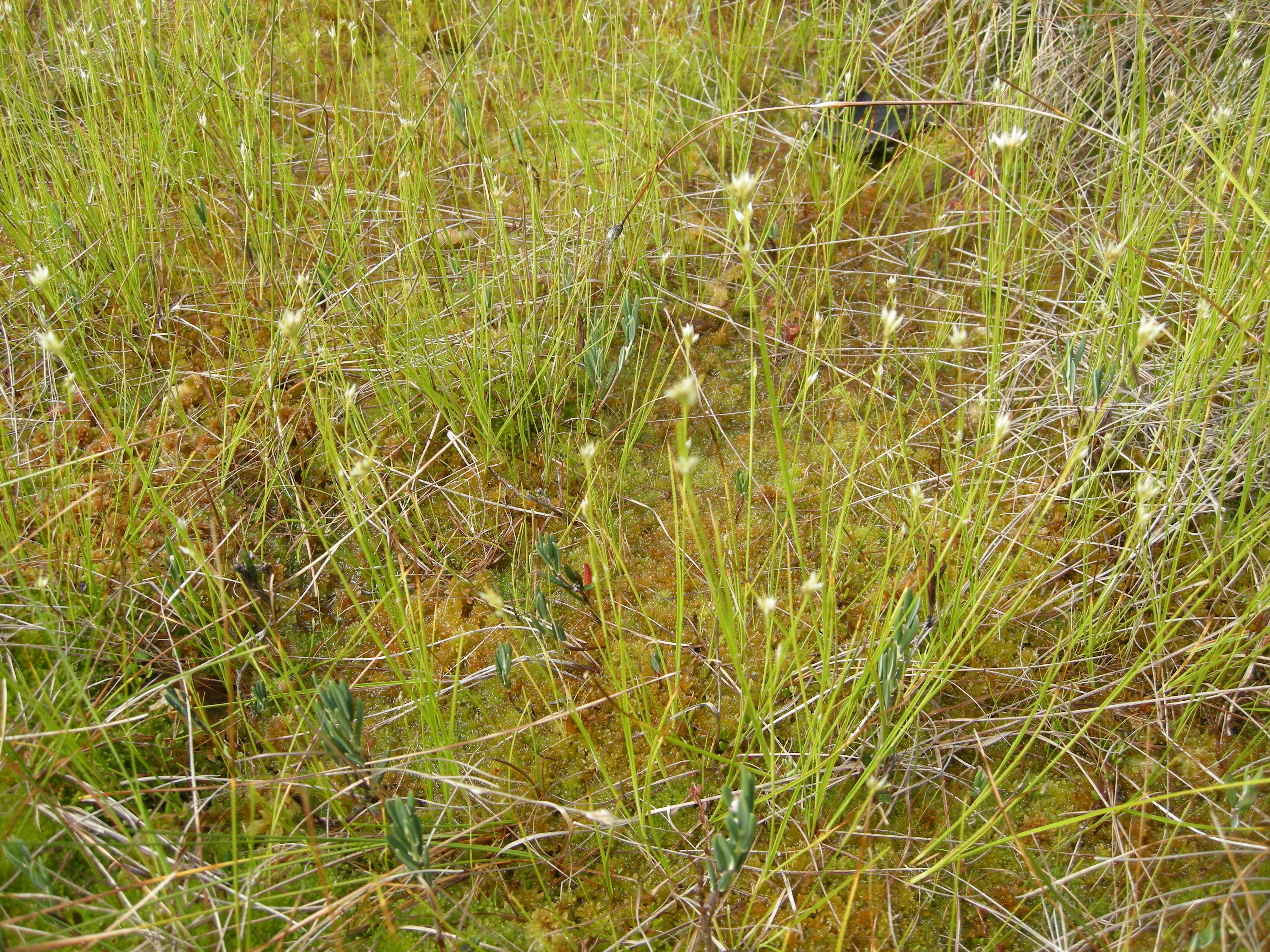 V1-C-1 svært og temmelig kalkfattige myrflater. : Rhynchospora alba.