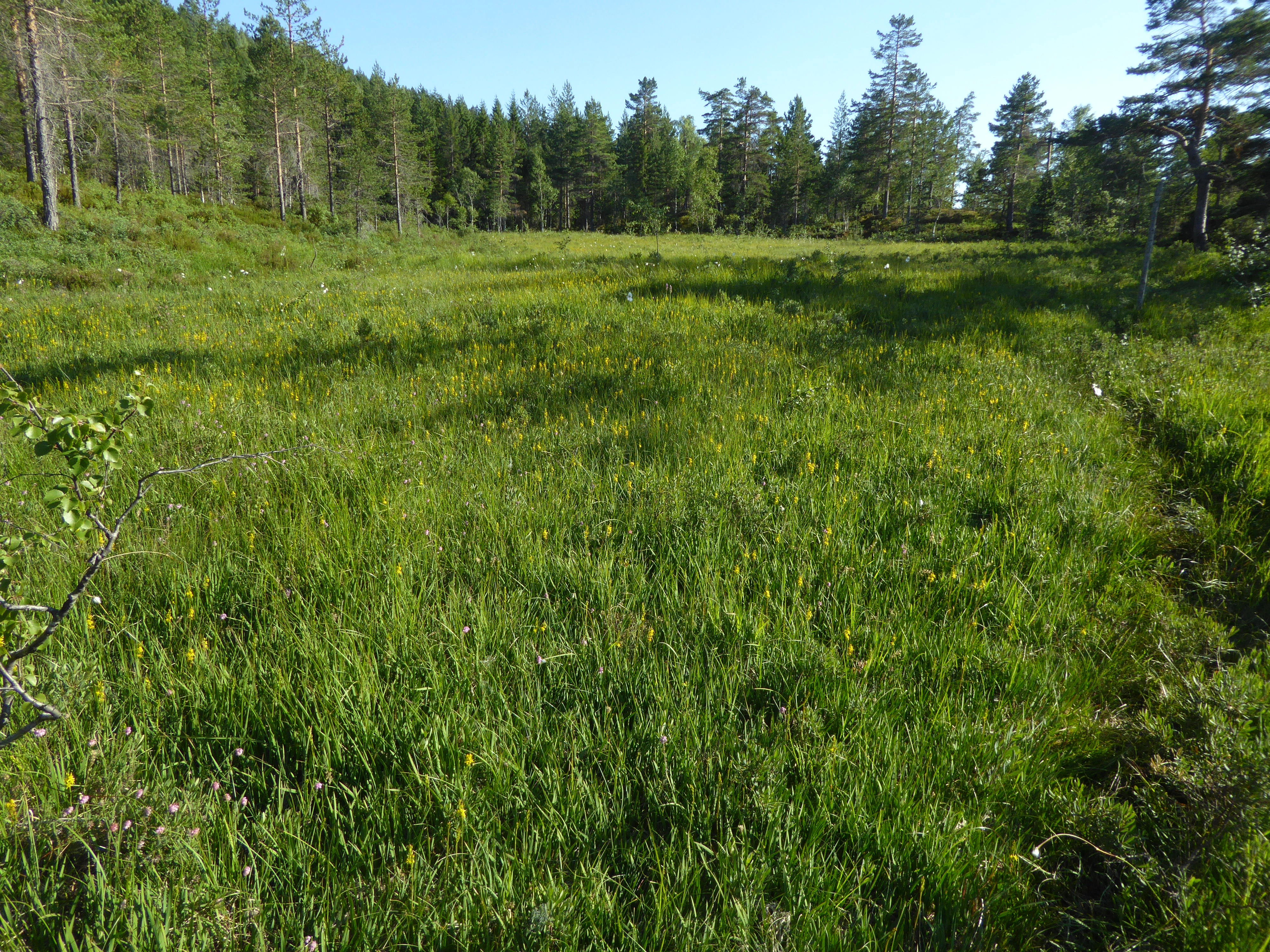 V1-C-2 litt kalkfattige og svakt intermediære myrflater.