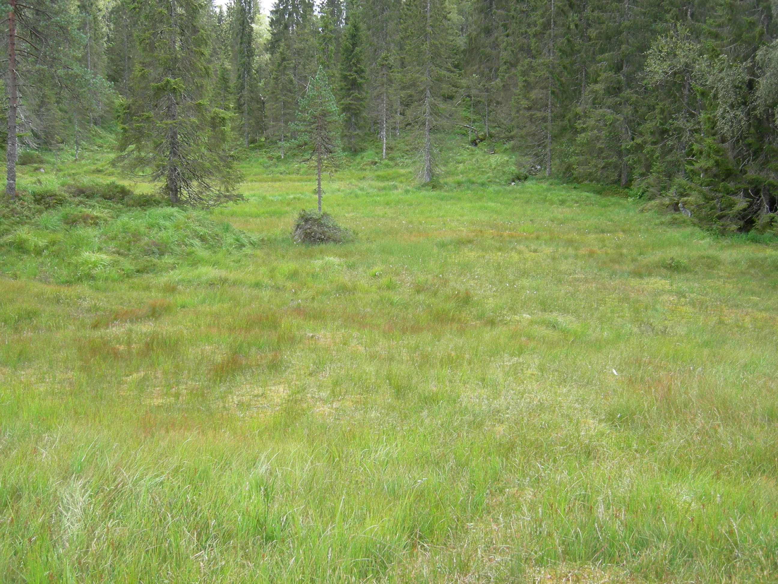 V1-C-2 litt kalkfattige og svakt intermediære myrflater.