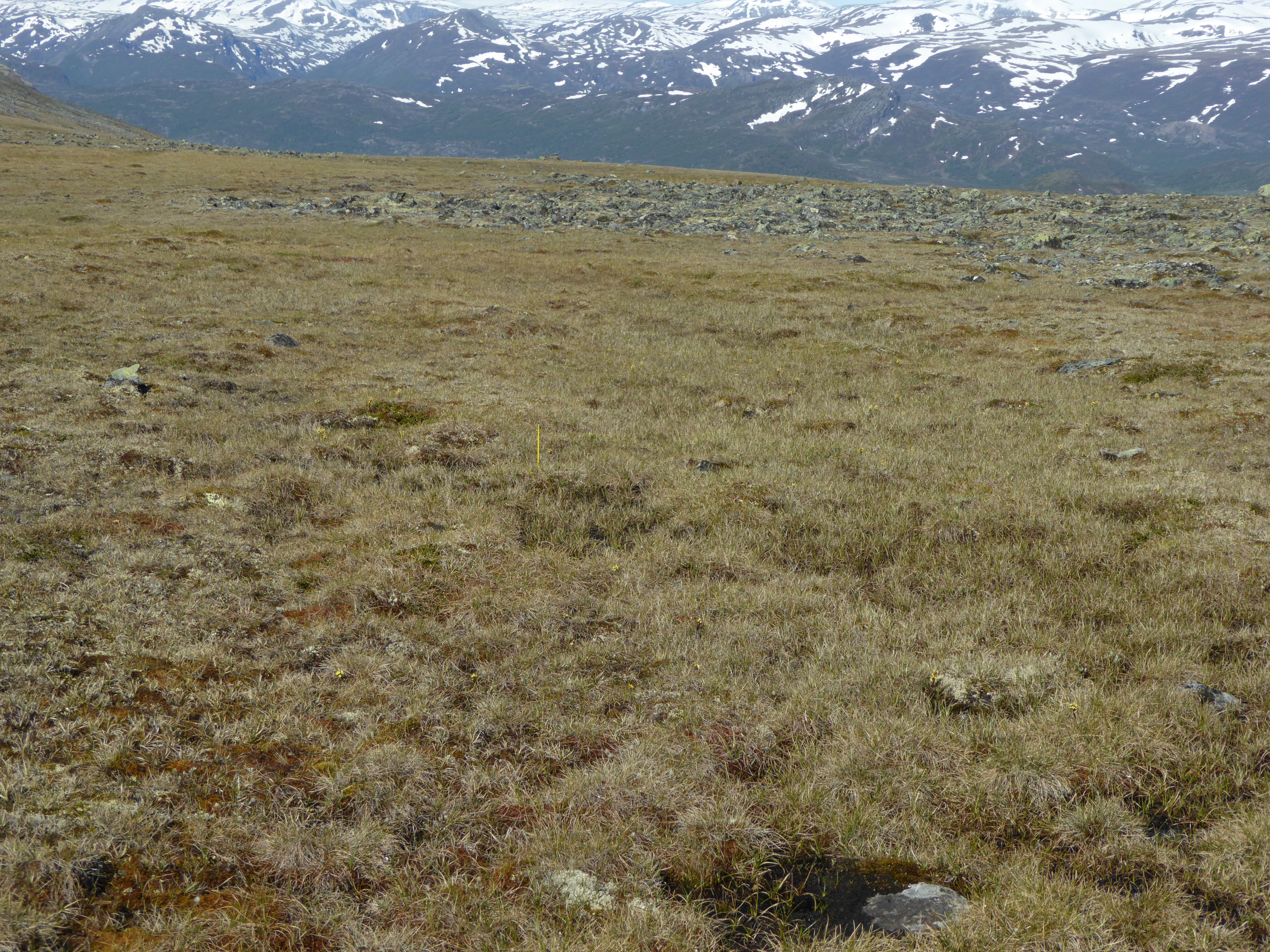 V1-C-3 sterkt intermediære og litt kalkrike myrflater.