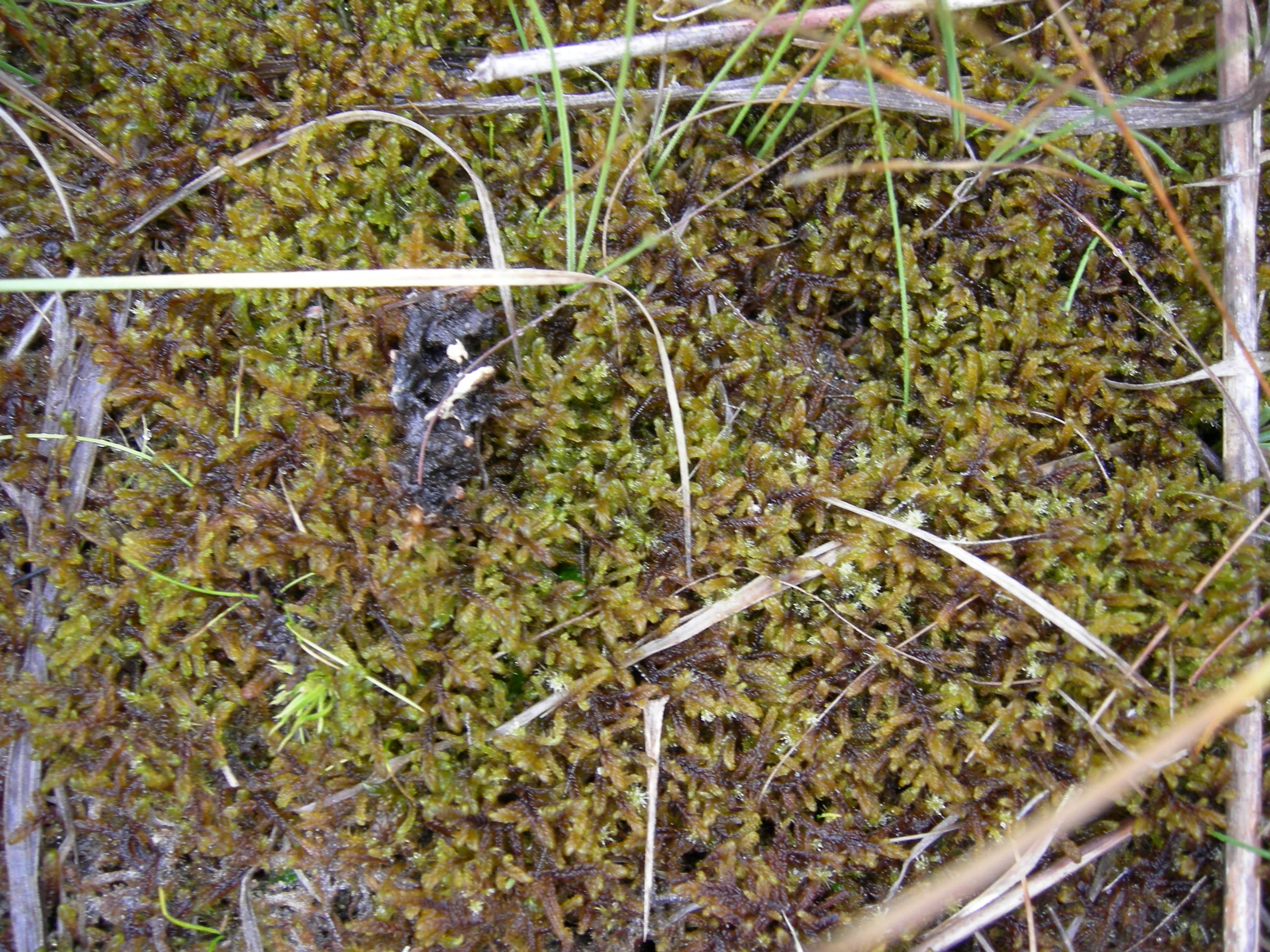 V1-C-4 temmelig til ekstremt kalkrike myrflater. : Scorpidium cossonii.