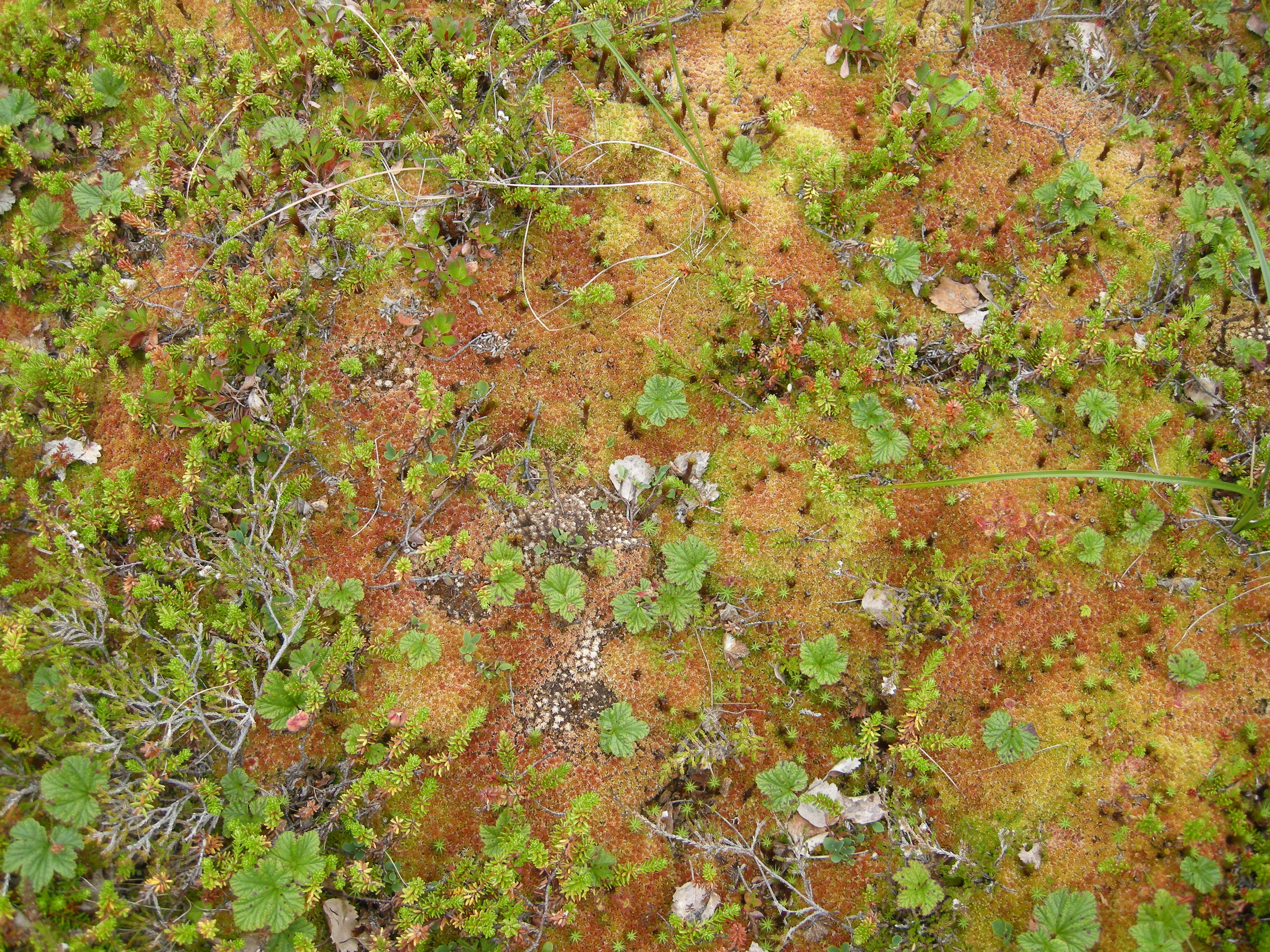 V1-C-5 svært og temmelig kalkfattige myrkanter. : Sphagnum capillifolium.