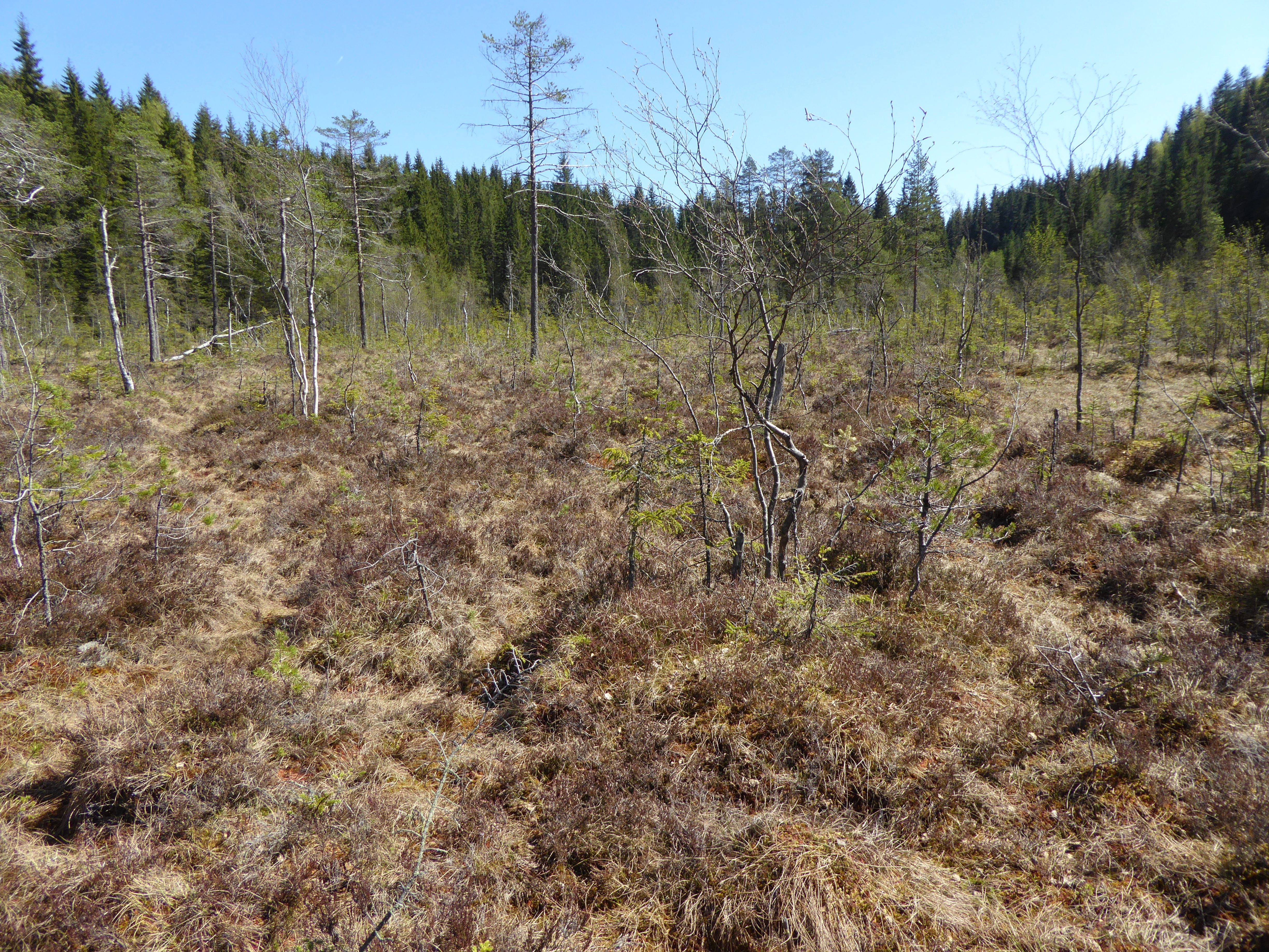 V1-C-5 svært og temmelig kalkfattige myrkanter.